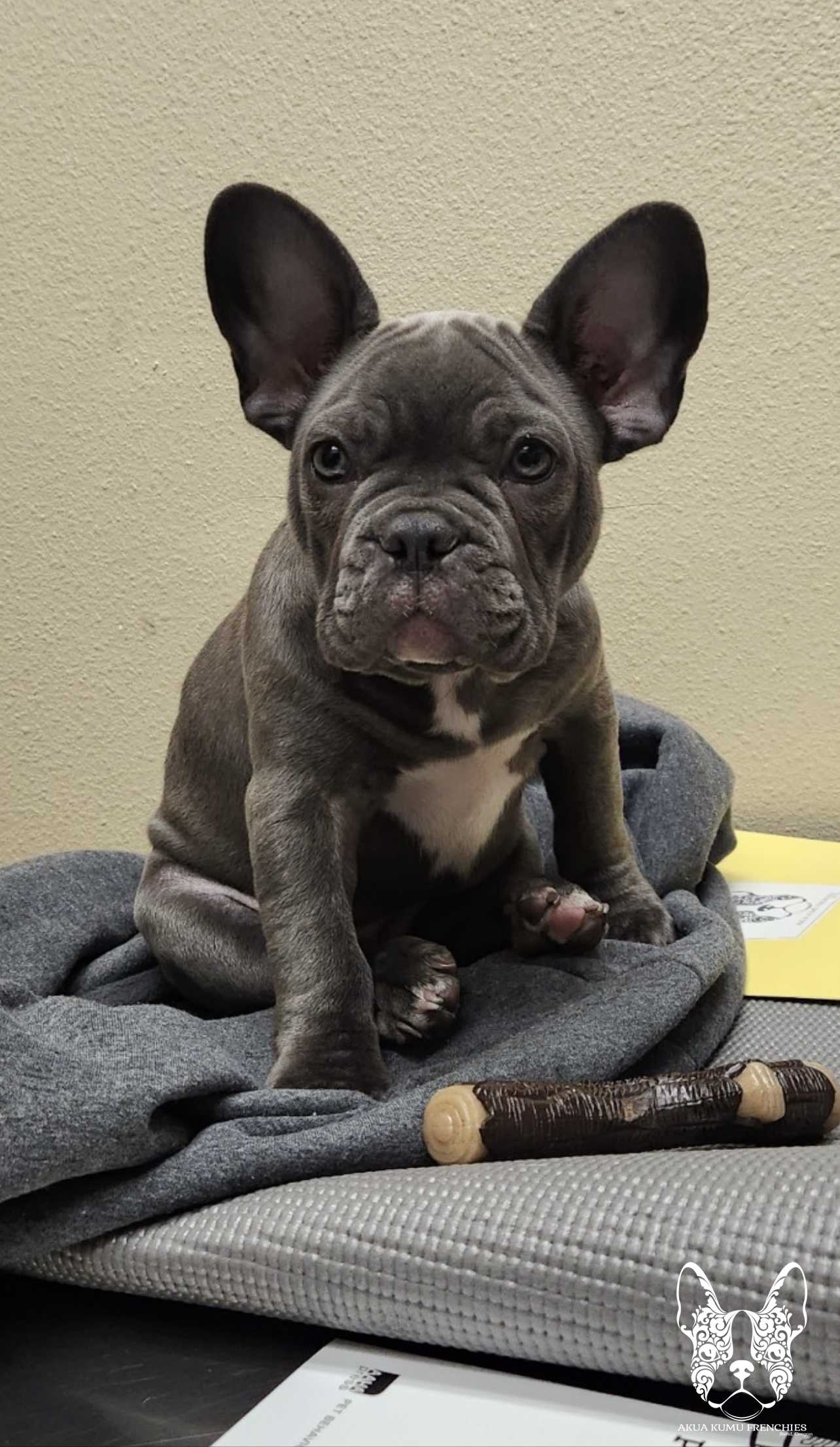 Akua Kumu Frenchies savena litter -001