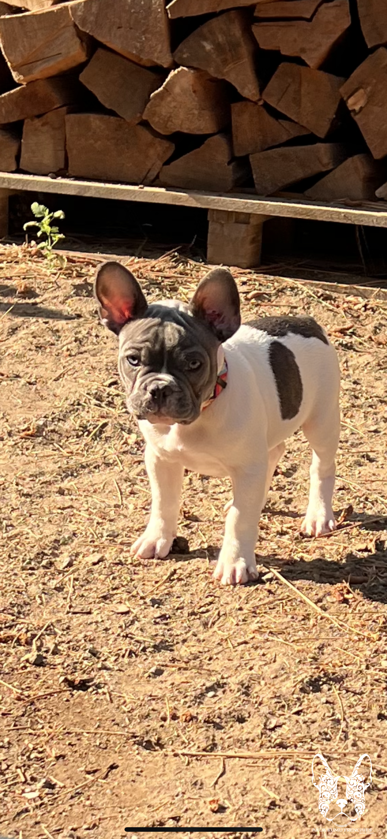 Akua Kumu Frenchies savena litter -004