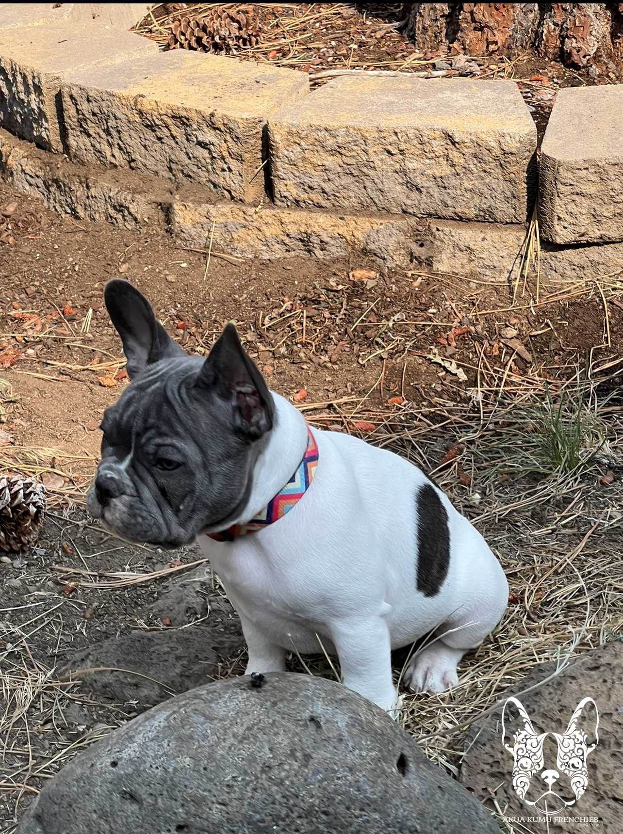 Akua Kumu Frenchies savena litter -009