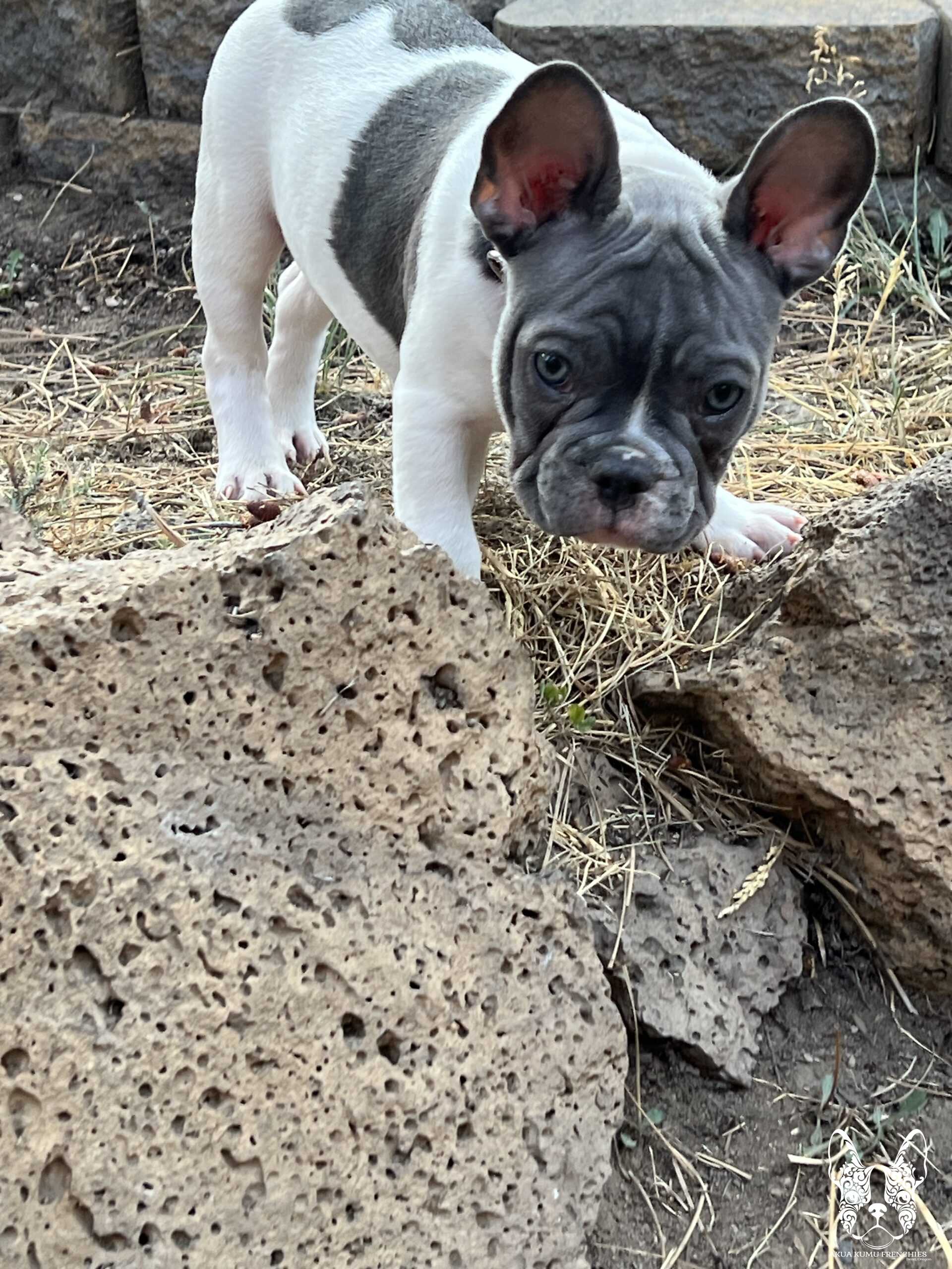 Akua Kumu Frenchies savena litter -010