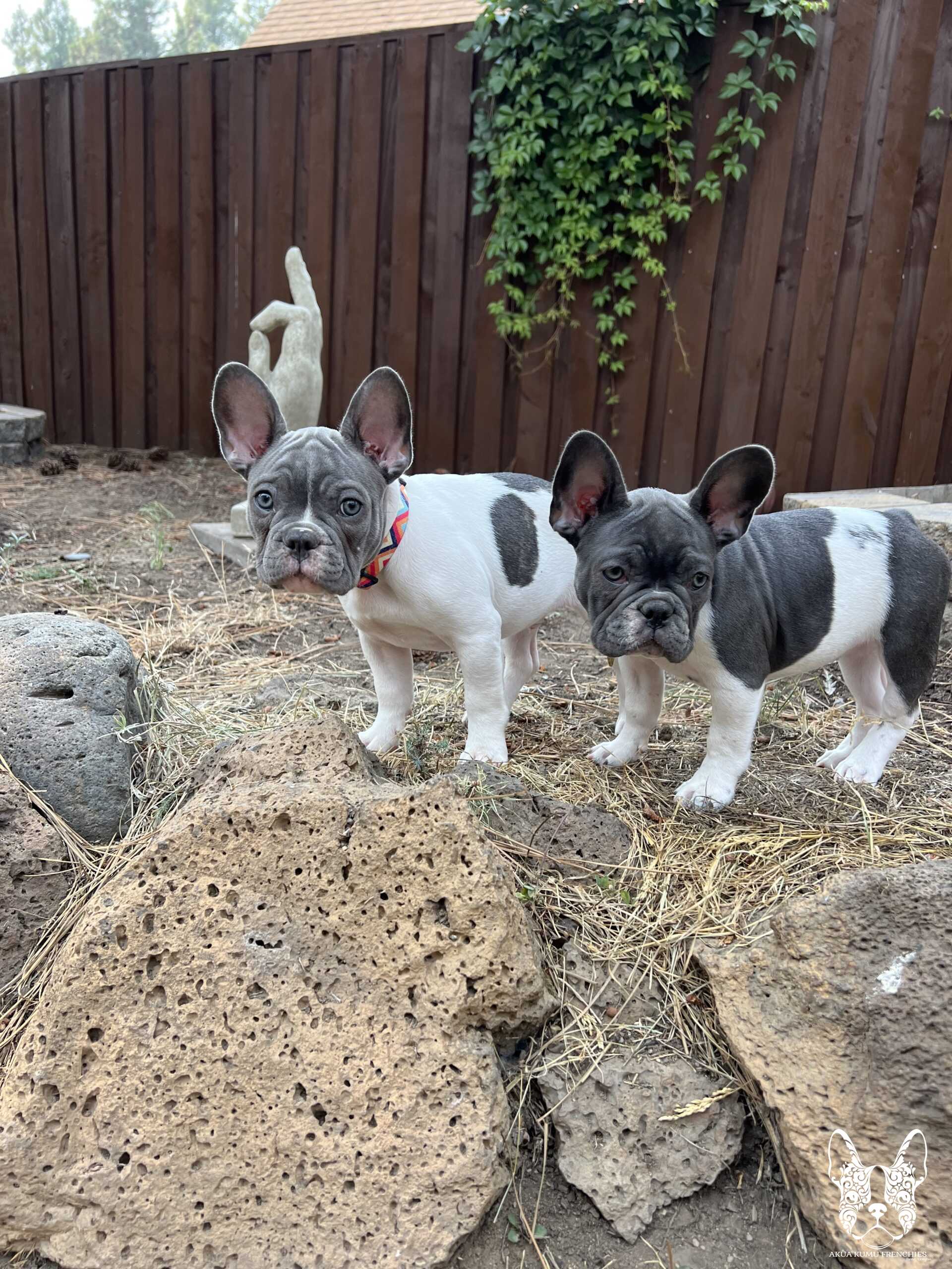 Akua Kumu Frenchies savena litter -011