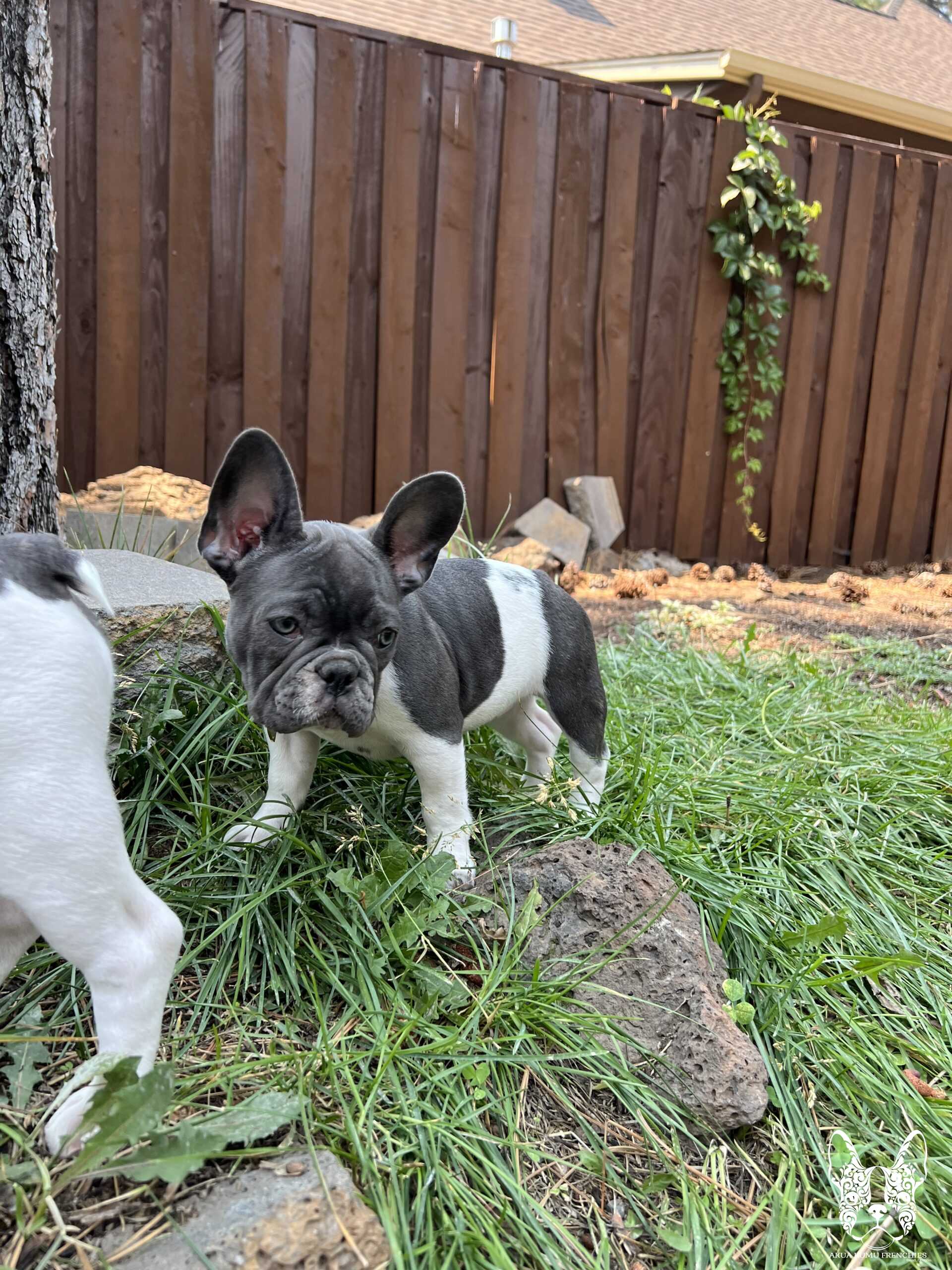 Akua Kumu Frenchies savena litter -012