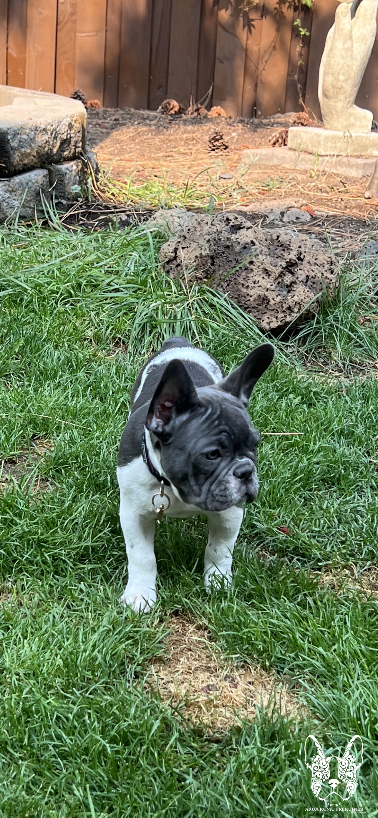 Akua Kumu Frenchies savena litter -013