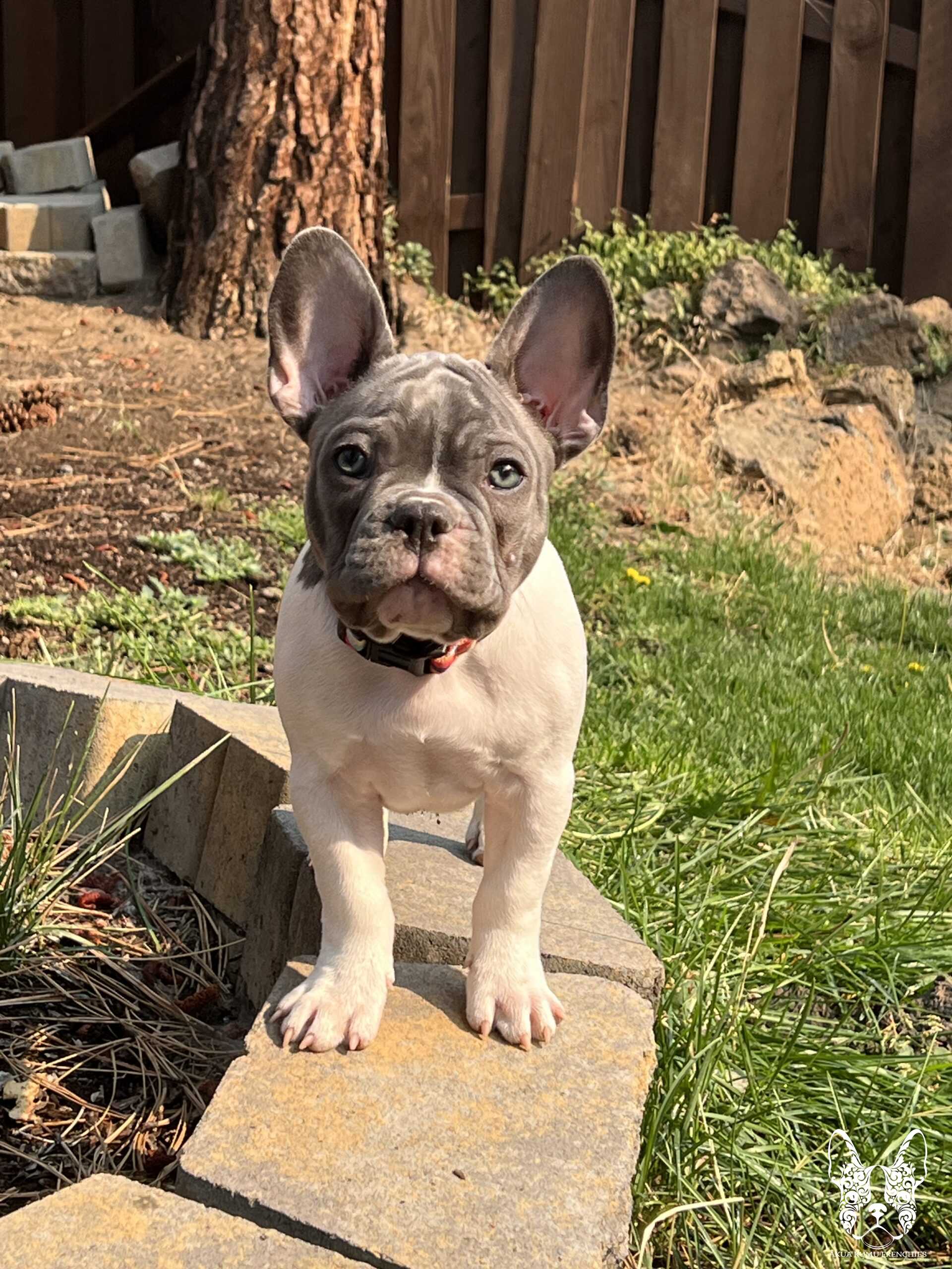 Akua Kumu Frenchies savena litter -014