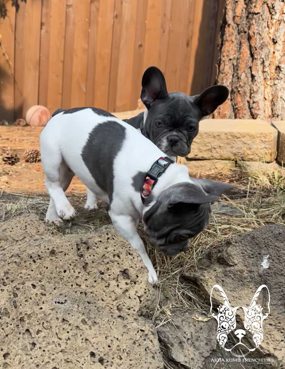 Akua Kumu Frenchies savena litter -015