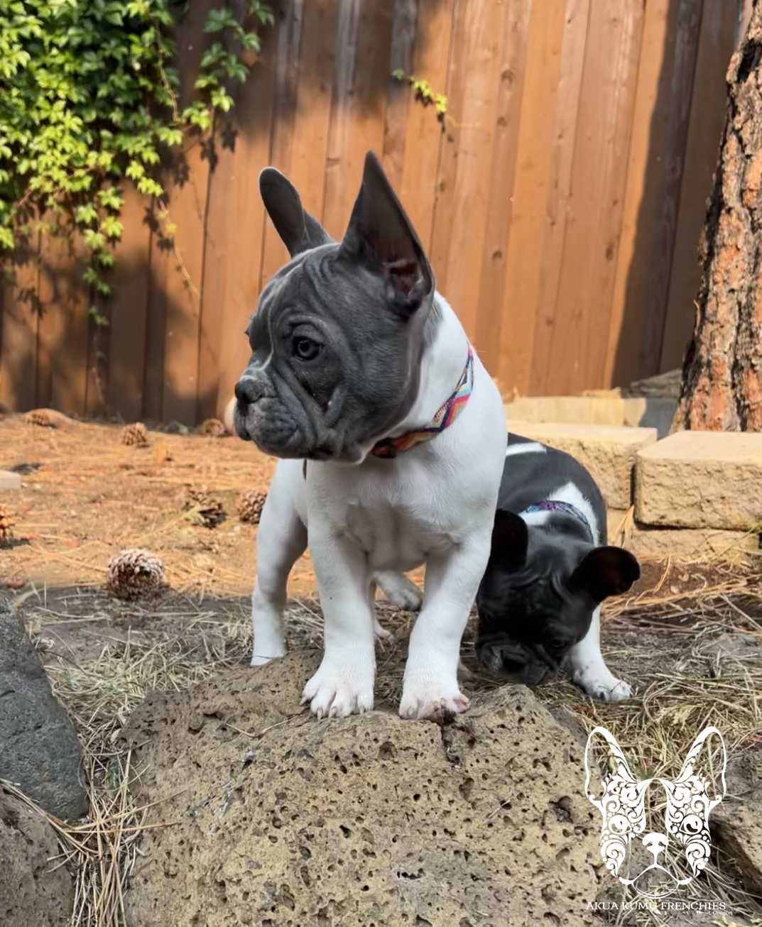 Akua Kumu Frenchies savena litter -016