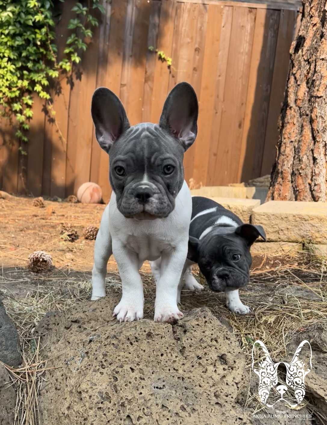 Akua Kumu Frenchies savena litter -018