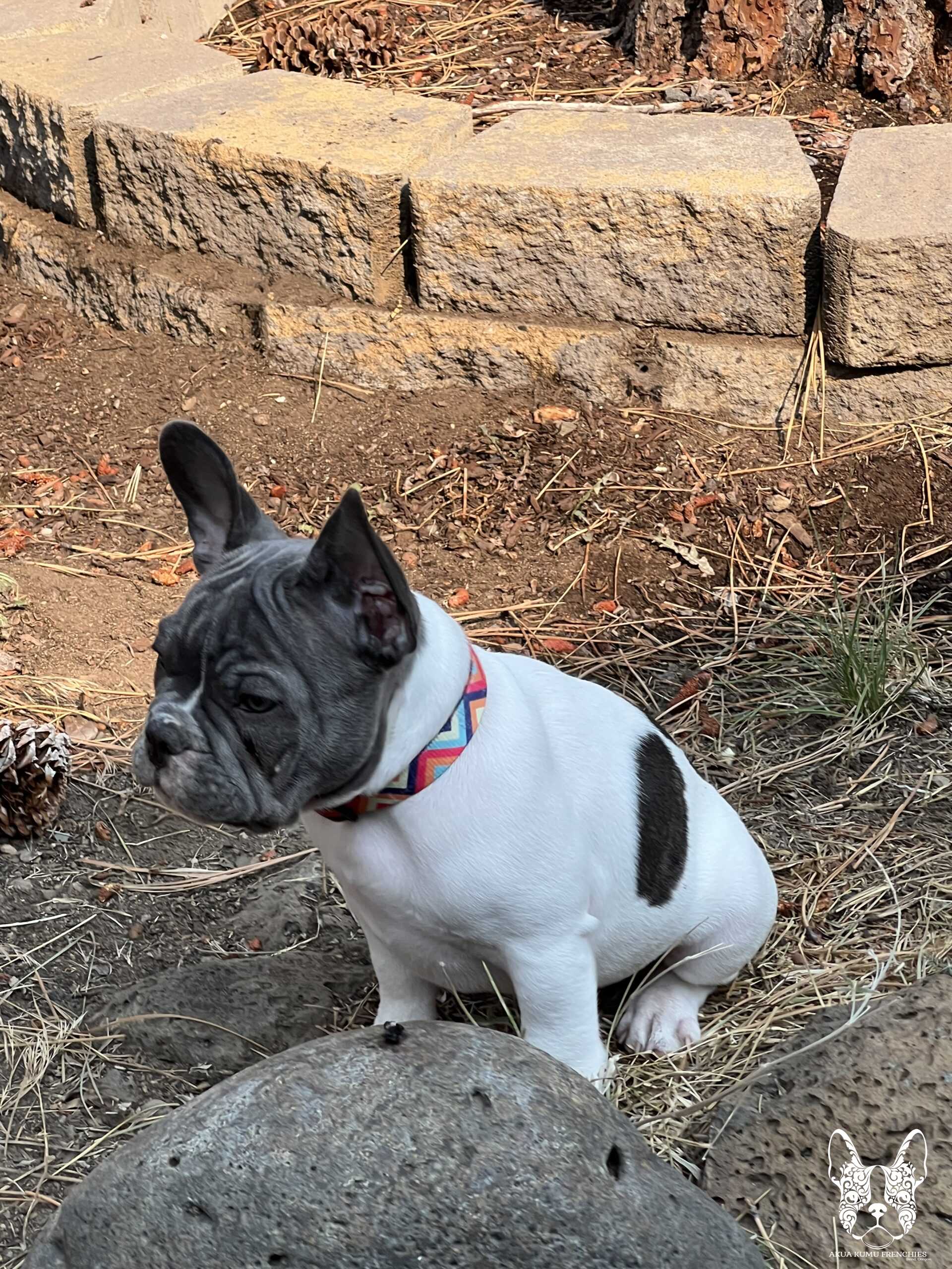 Akua Kumu Frenchies savena litter -019