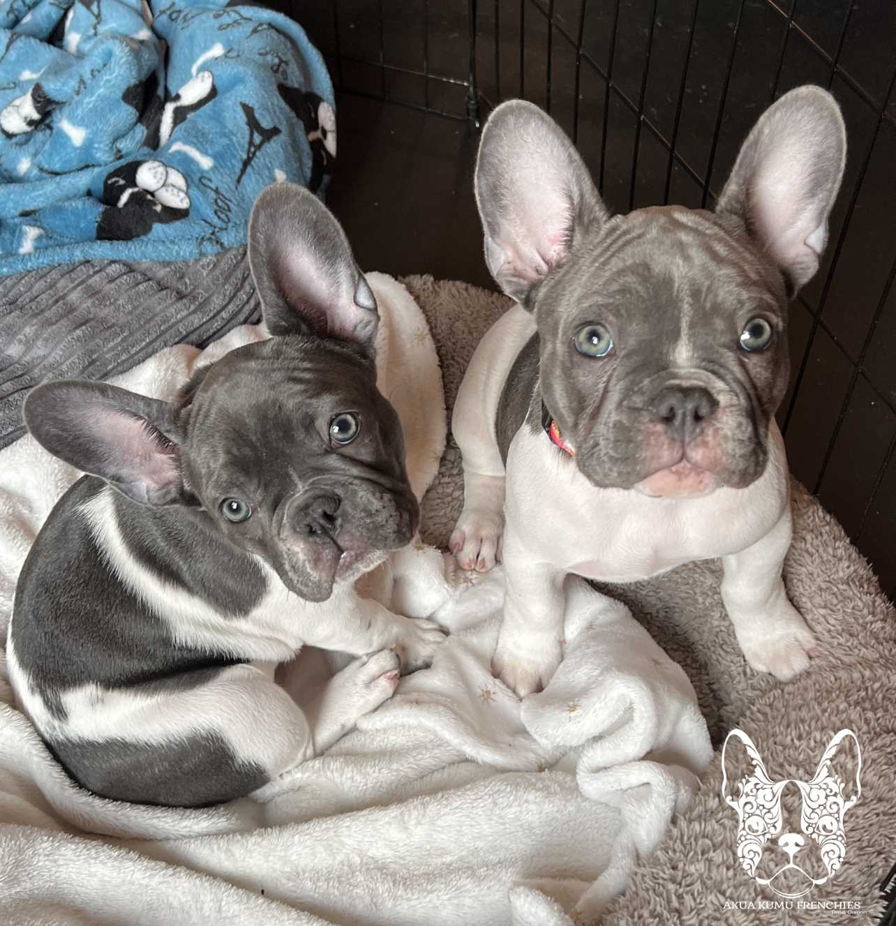 Akua Kumu Frenchies savena litter -020