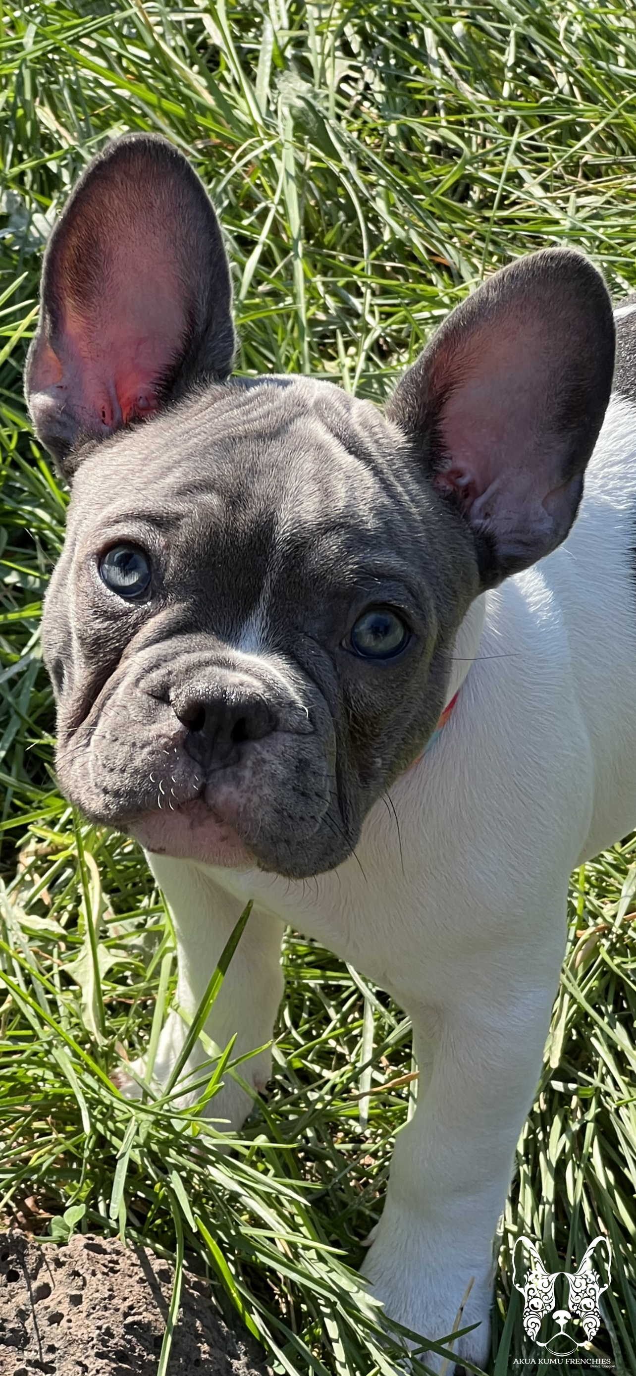 Akua Kumu Frenchies savena litter -021