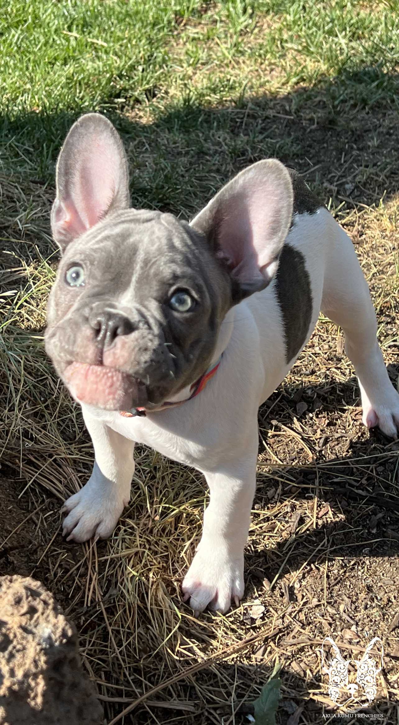 Akua Kumu Frenchies savena litter -022