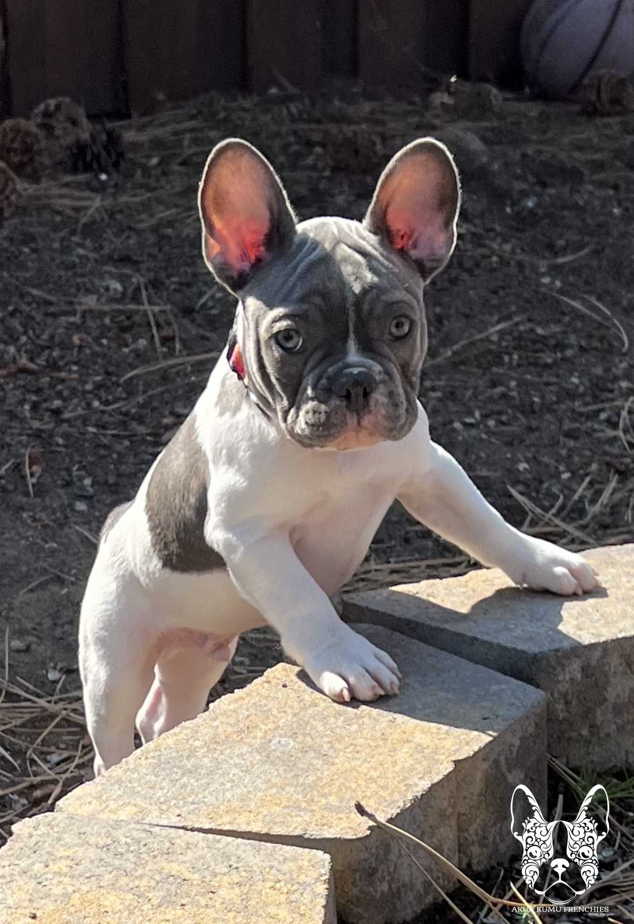 Akua Kumu Frenchies savena litter -023