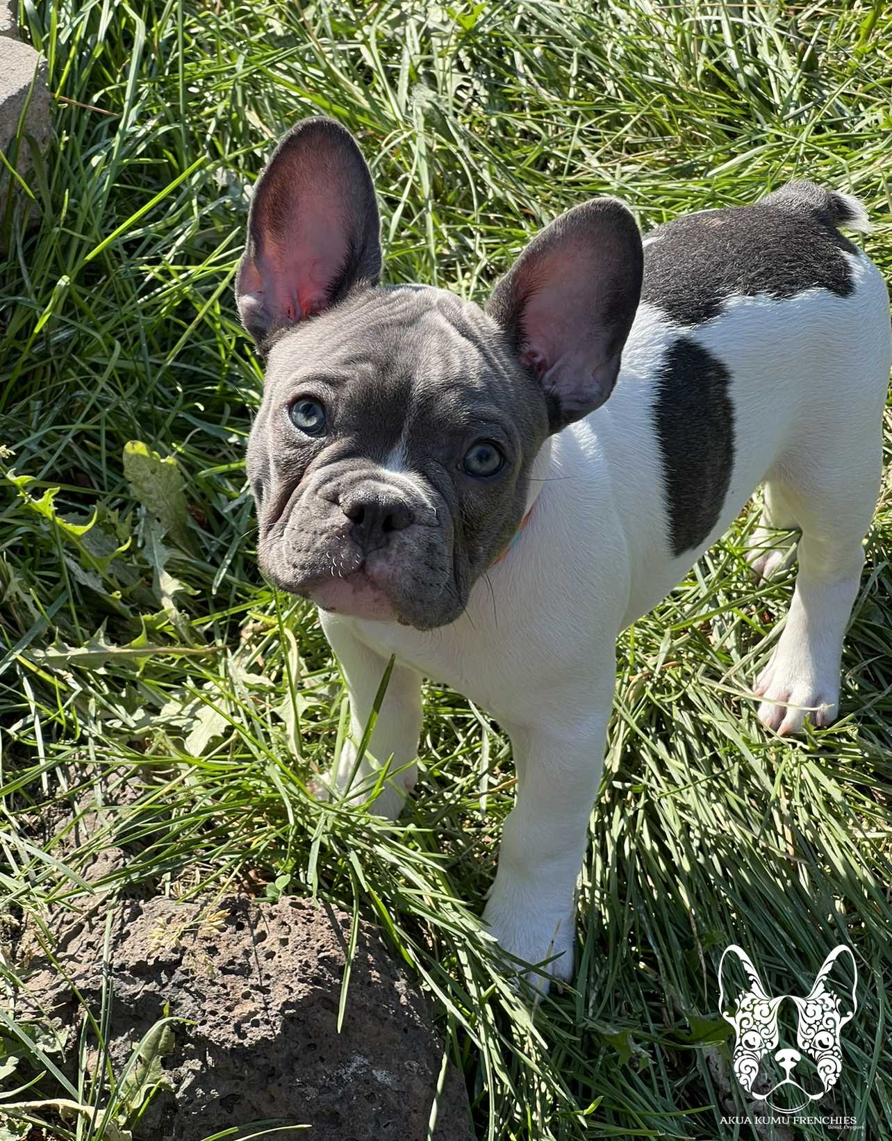 Akua Kumu Frenchies savena litter -024