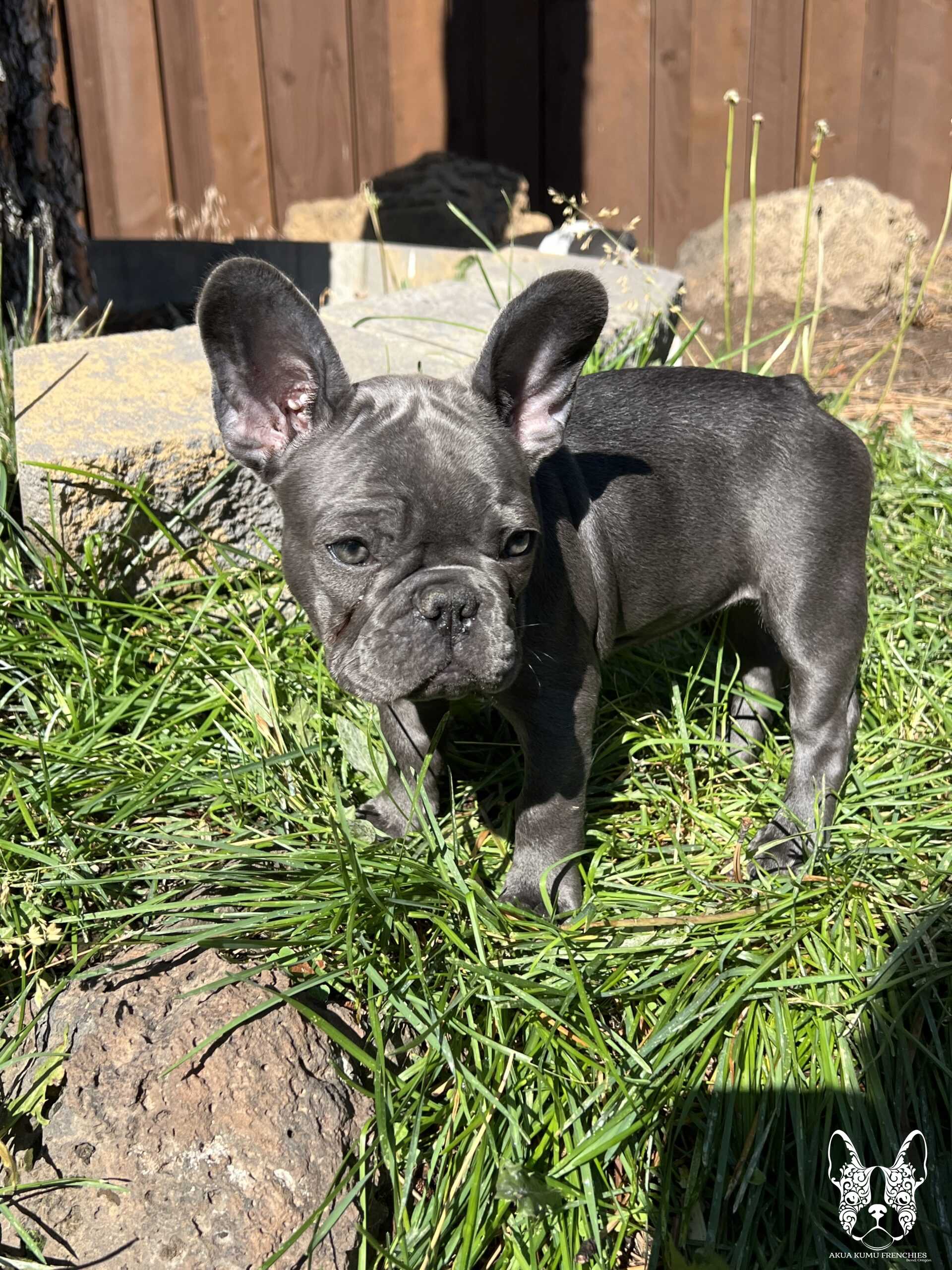 Akua Kumu Frenchies savena litter -030