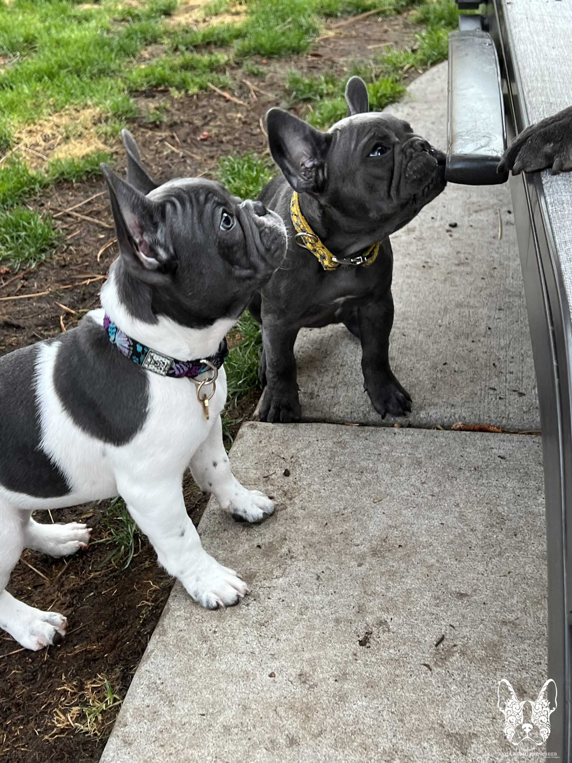 Akua Kumu Frenchies savena litter -031