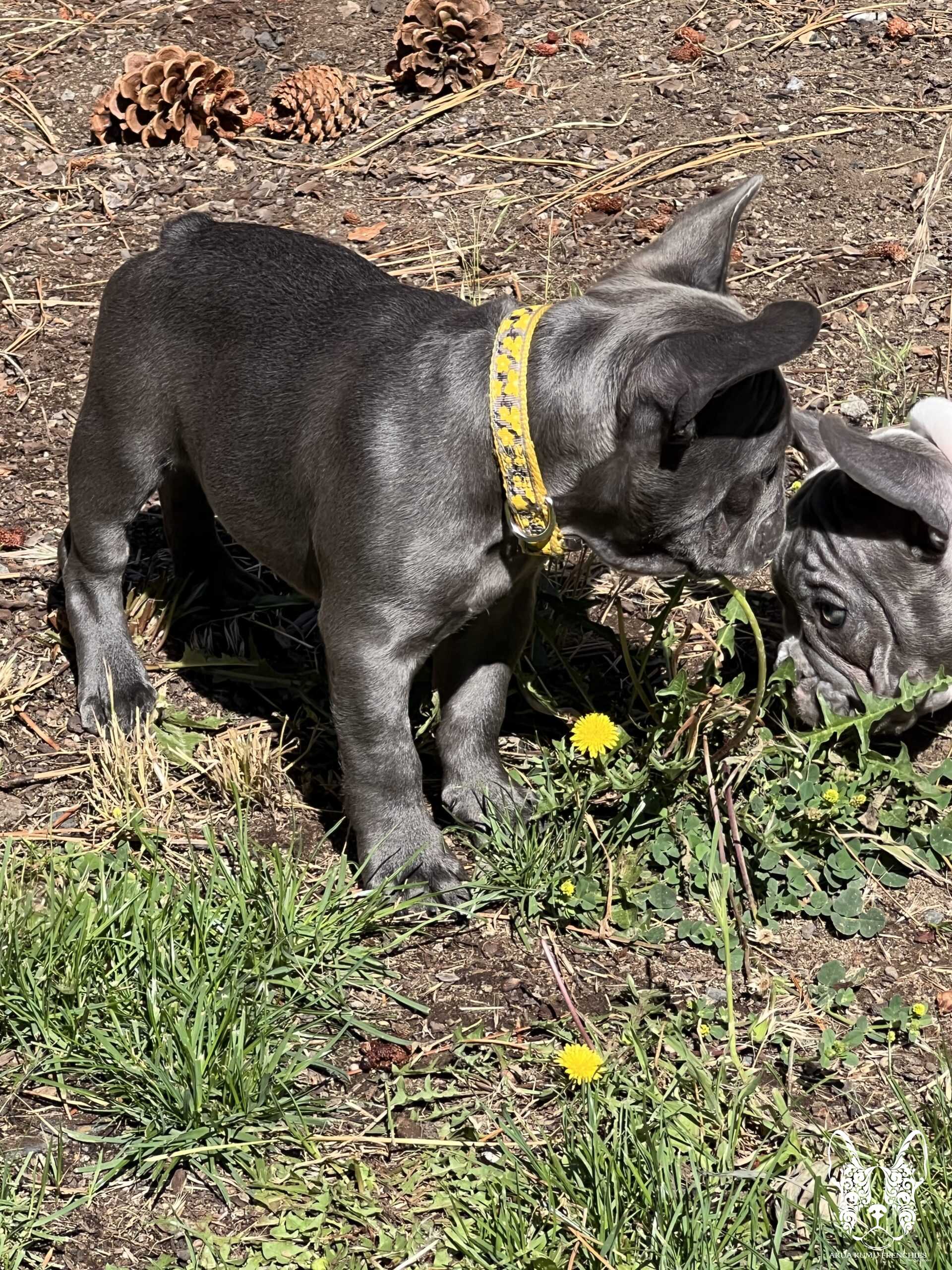 Akua Kumu Frenchies savena litter -033