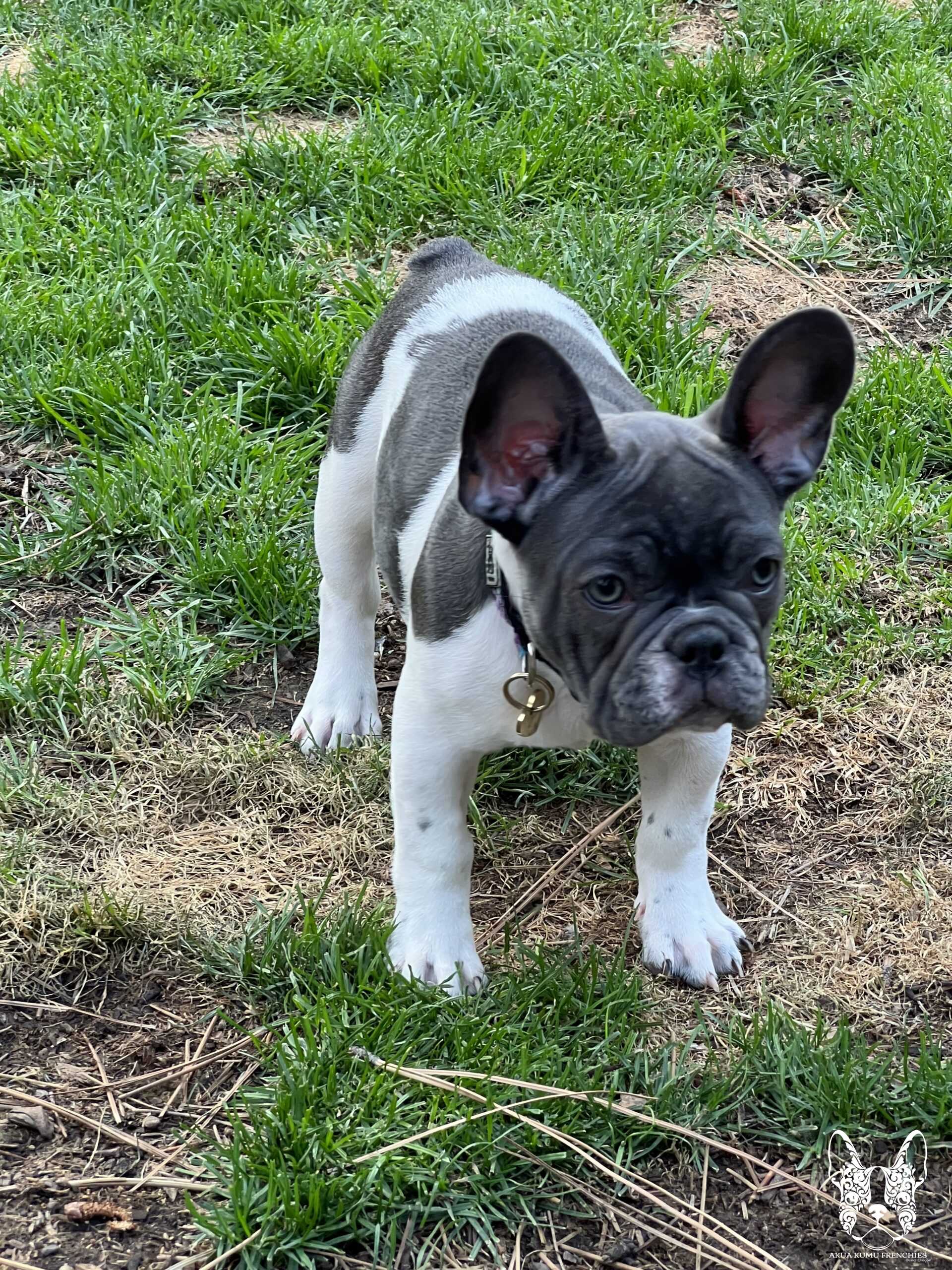 Akua Kumu Frenchies savena litter -036