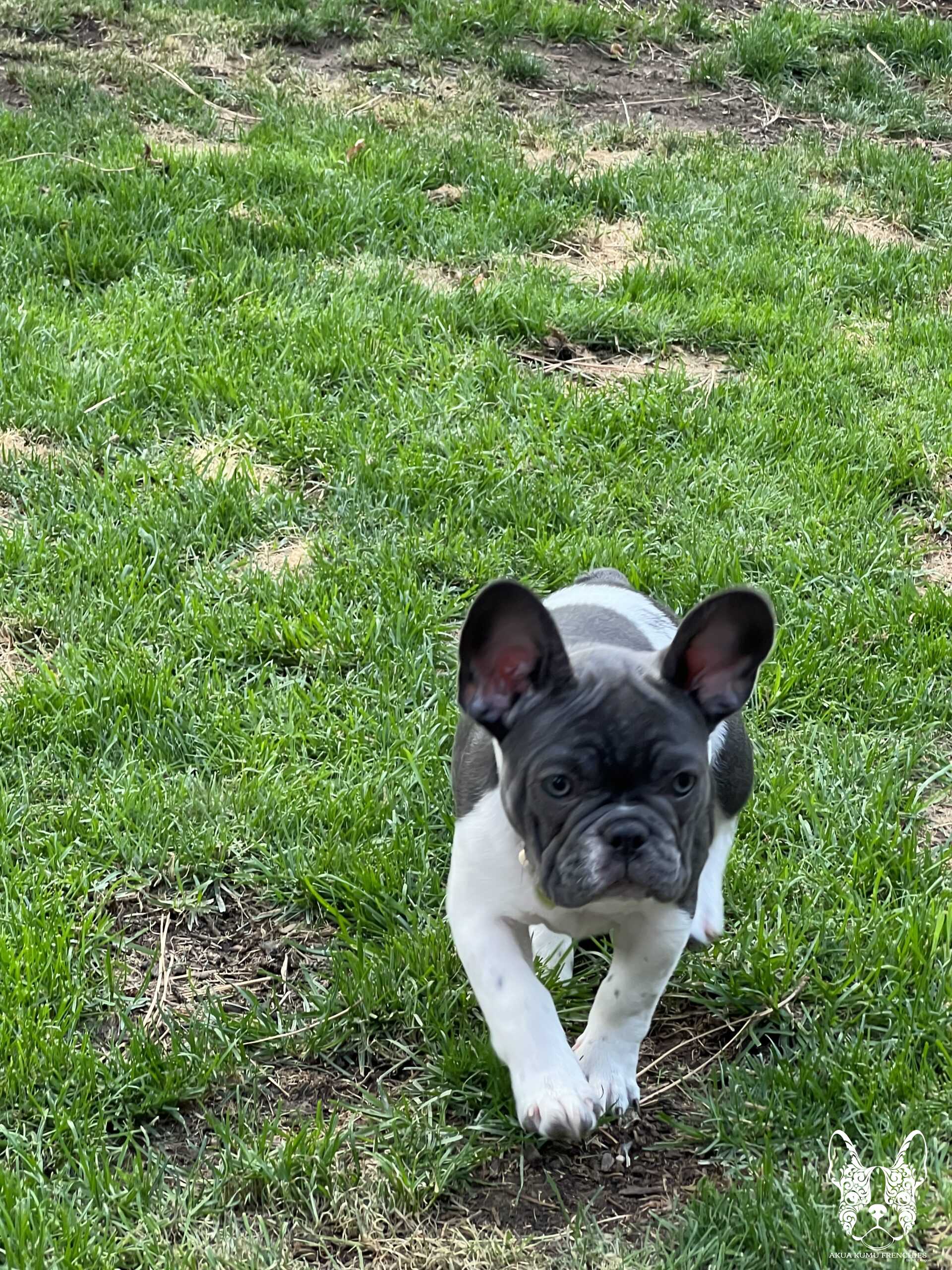 Akua Kumu Frenchies savena litter -037