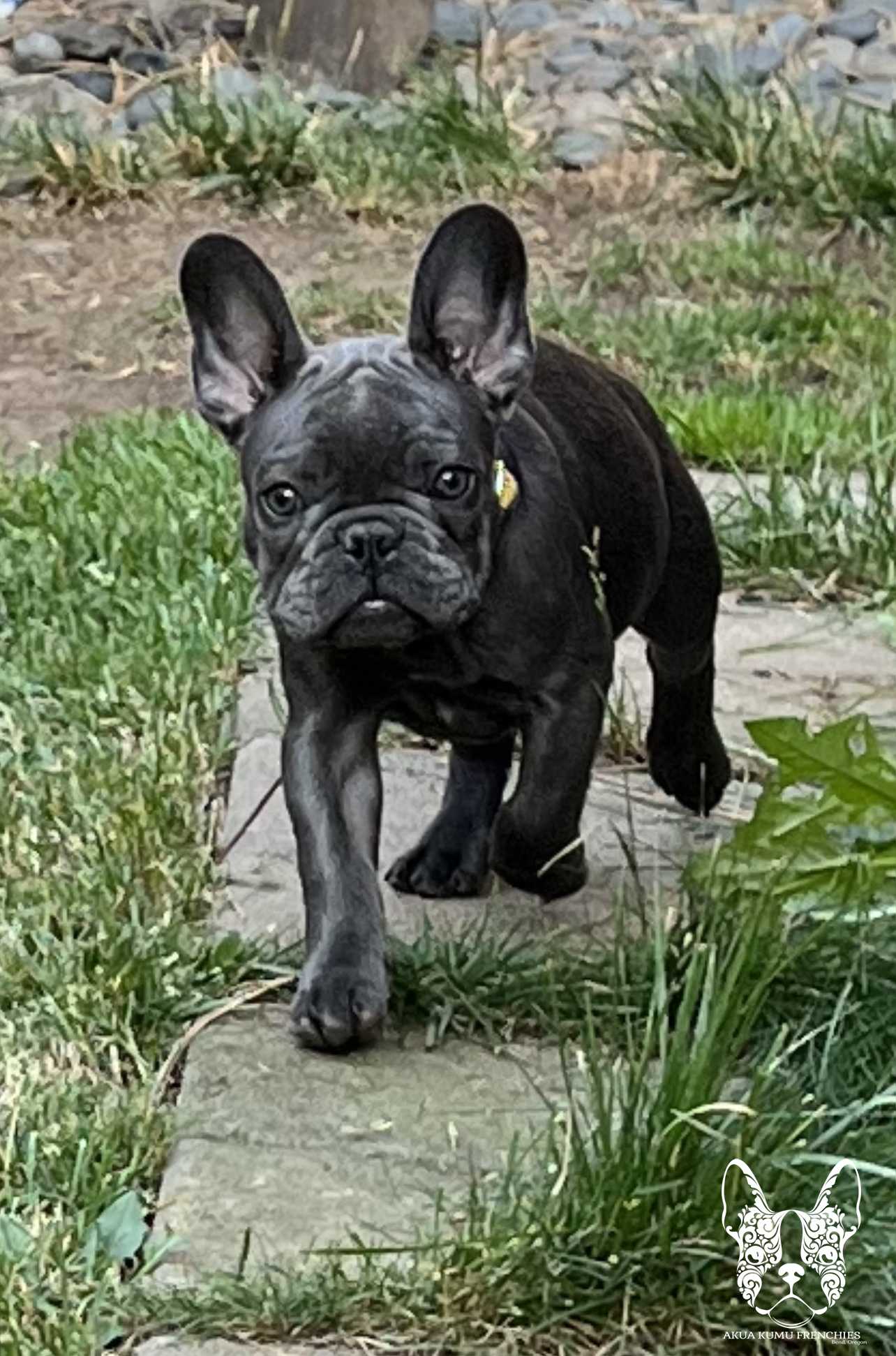 Akua Kumu Frenchies savena litter -038