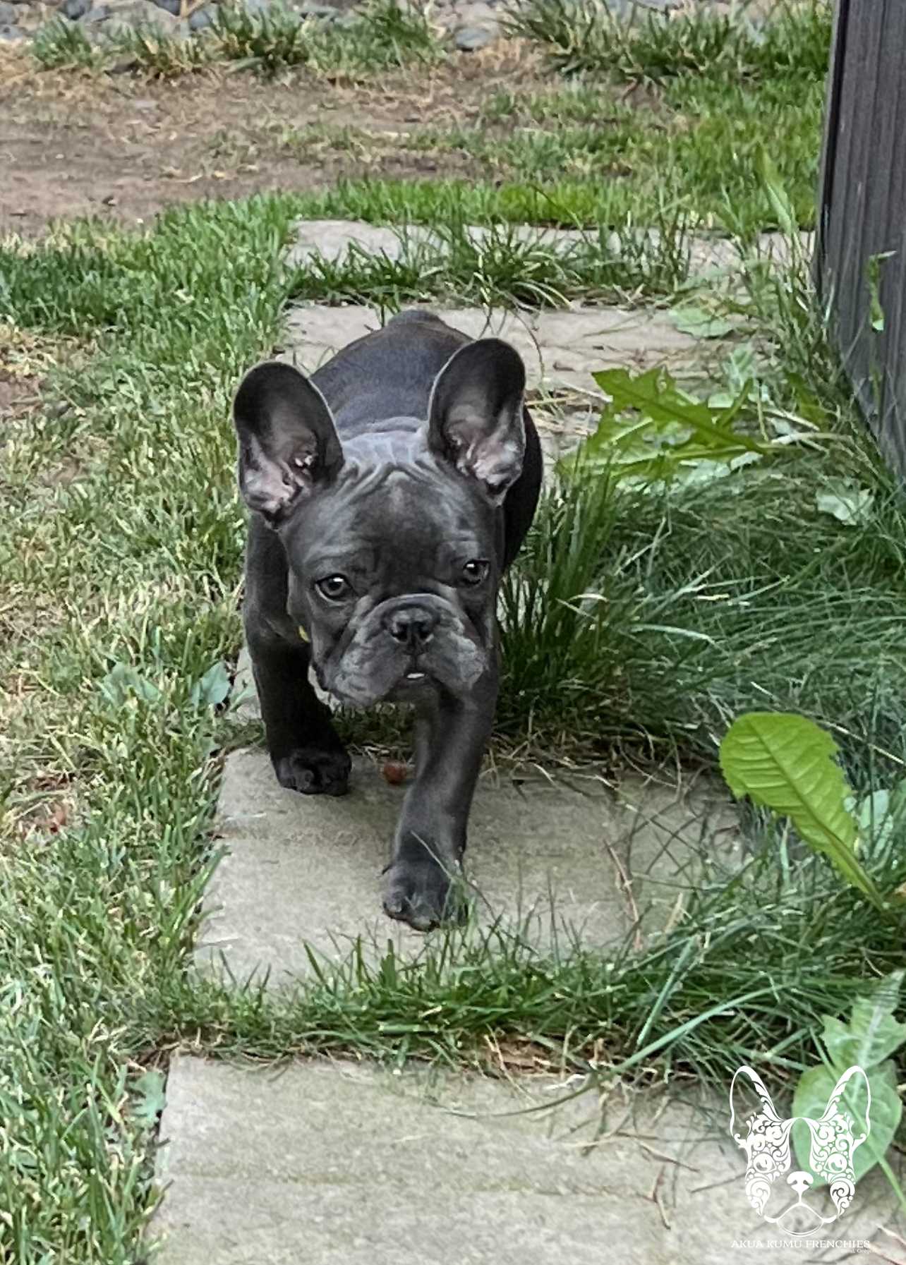 Akua Kumu Frenchies savena litter -039