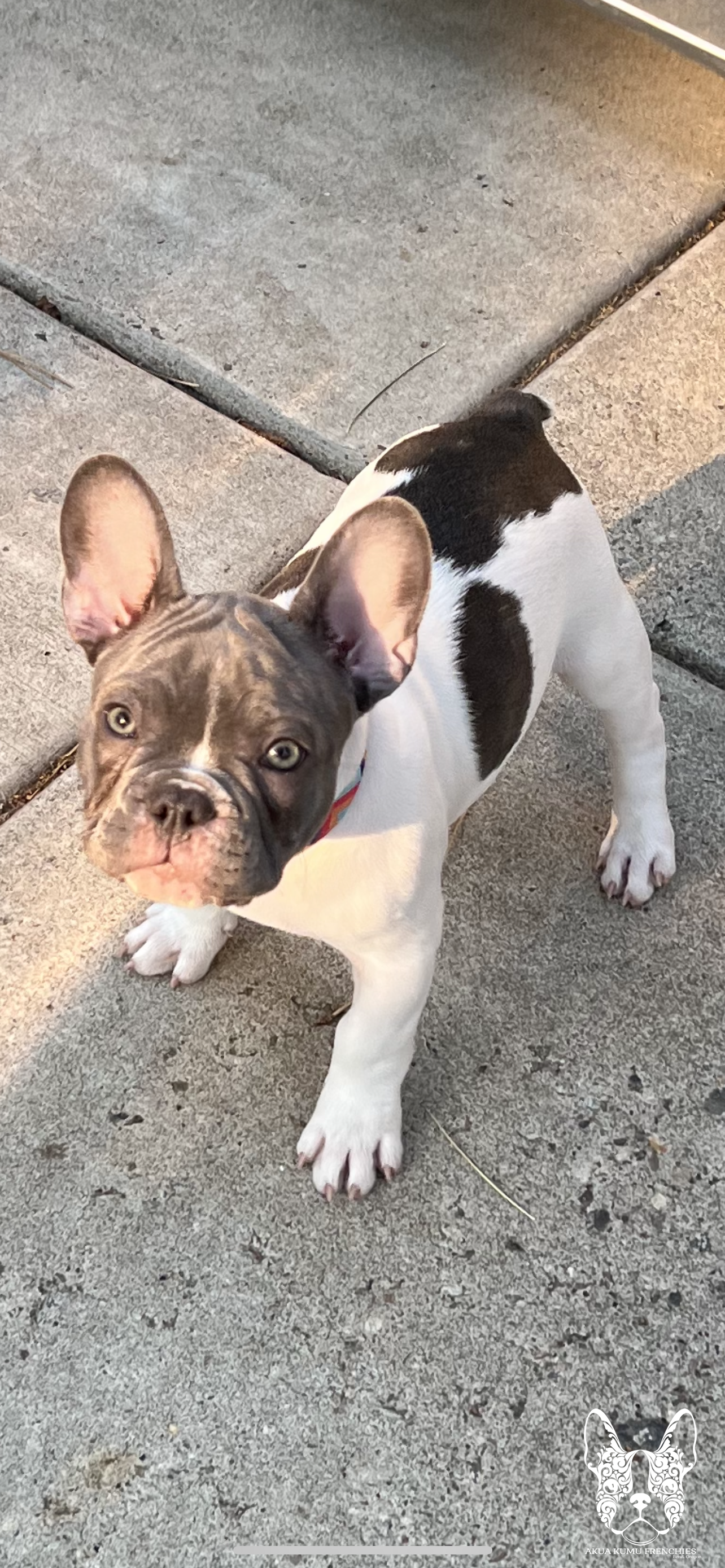 Akua Kumu Frenchies savena litter -040