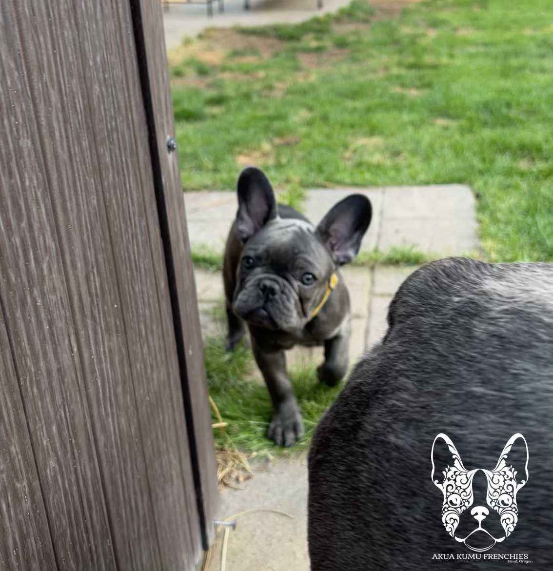 Akua Kumu Frenchies savena litter -042