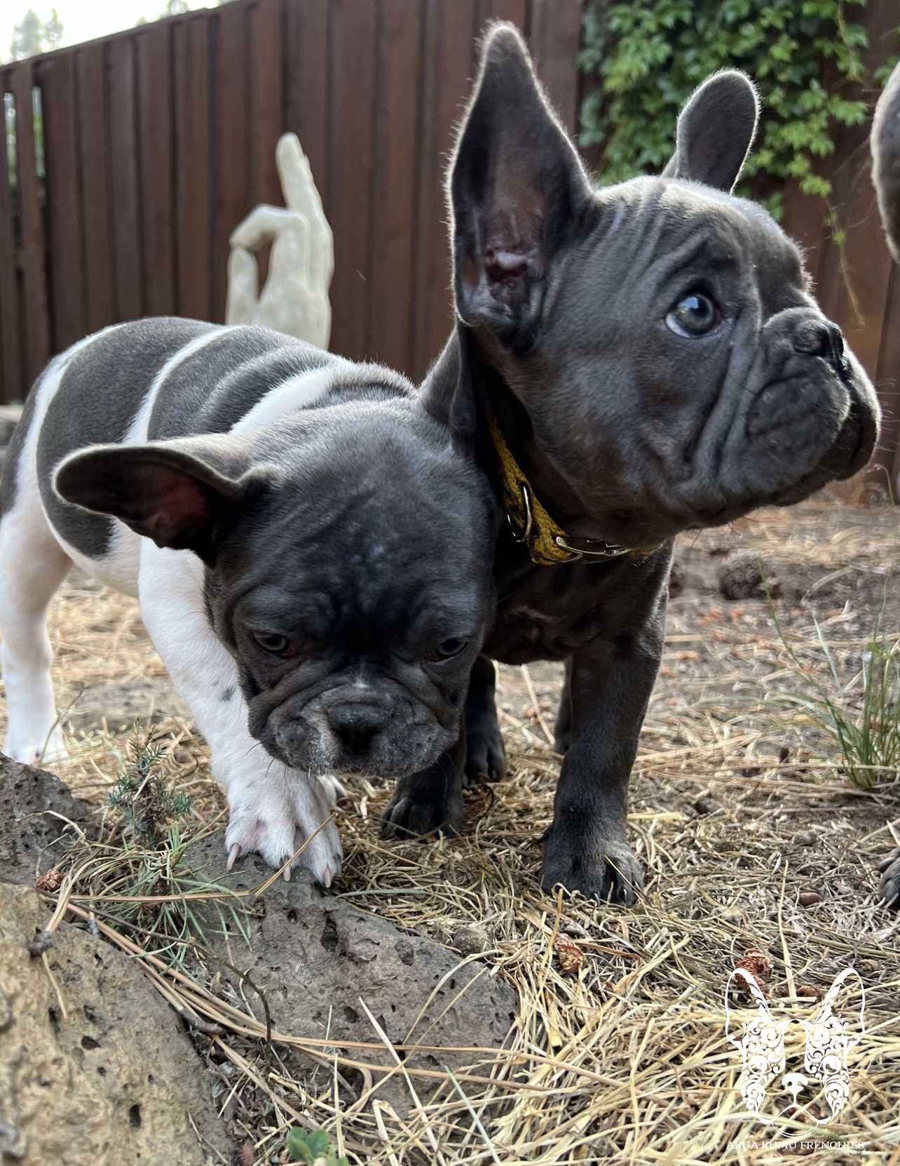 Akua Kumu Frenchies savena litter -043