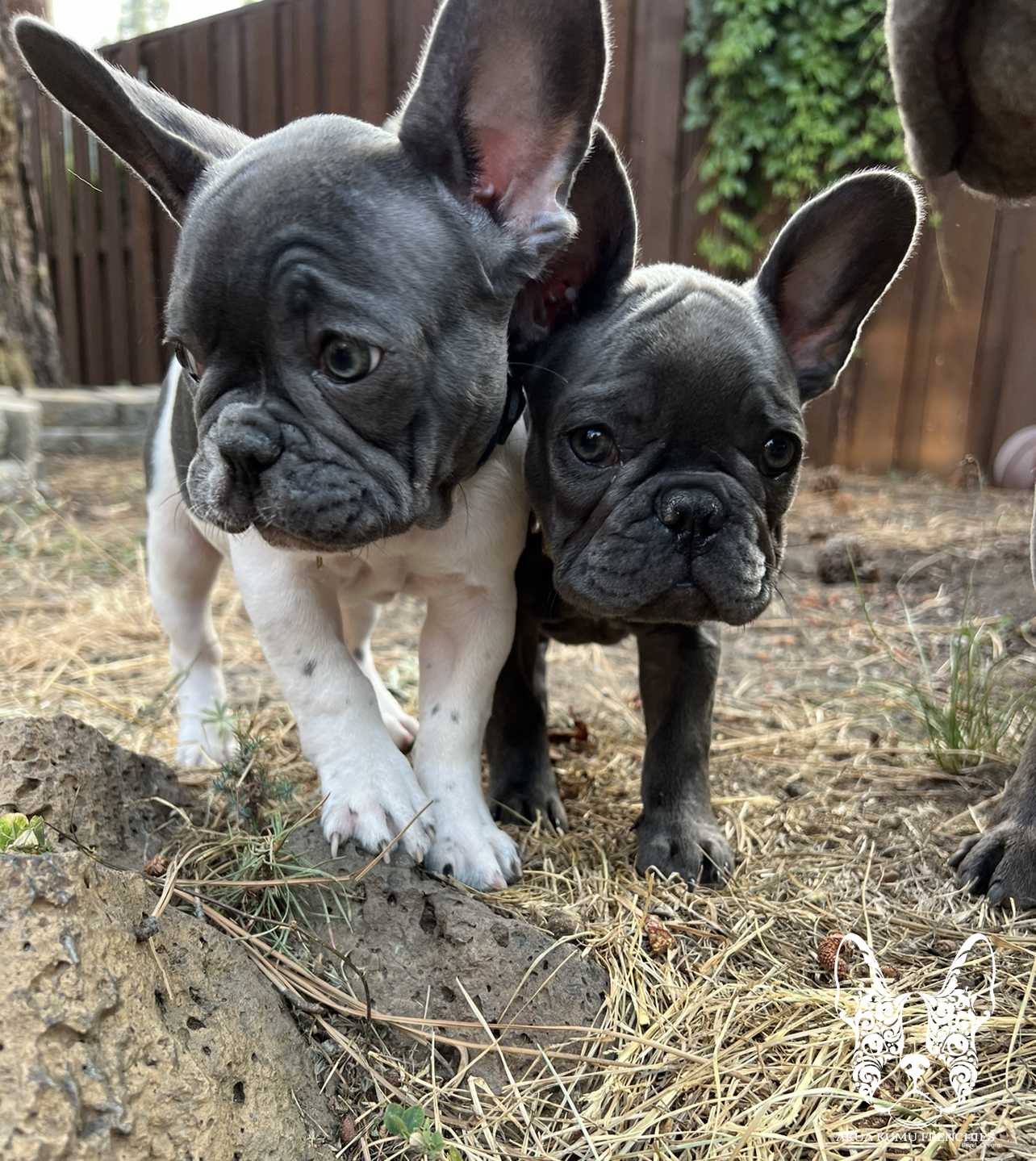 Akua Kumu Frenchies savena litter -044