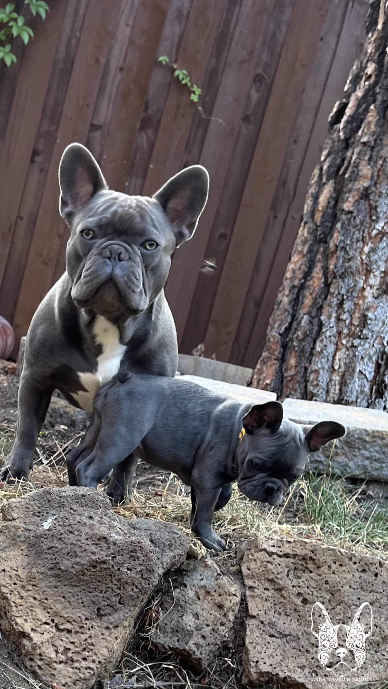 Akua Kumu Frenchies savena litter -045