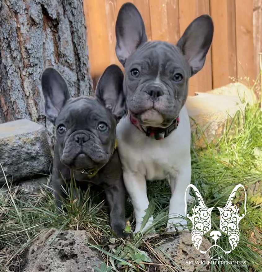 Akua Kumu Frenchies savena litter -050