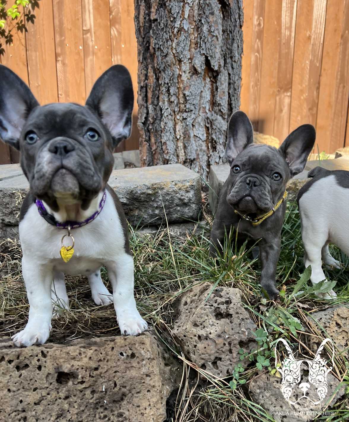 Akua Kumu Frenchies savena litter -051