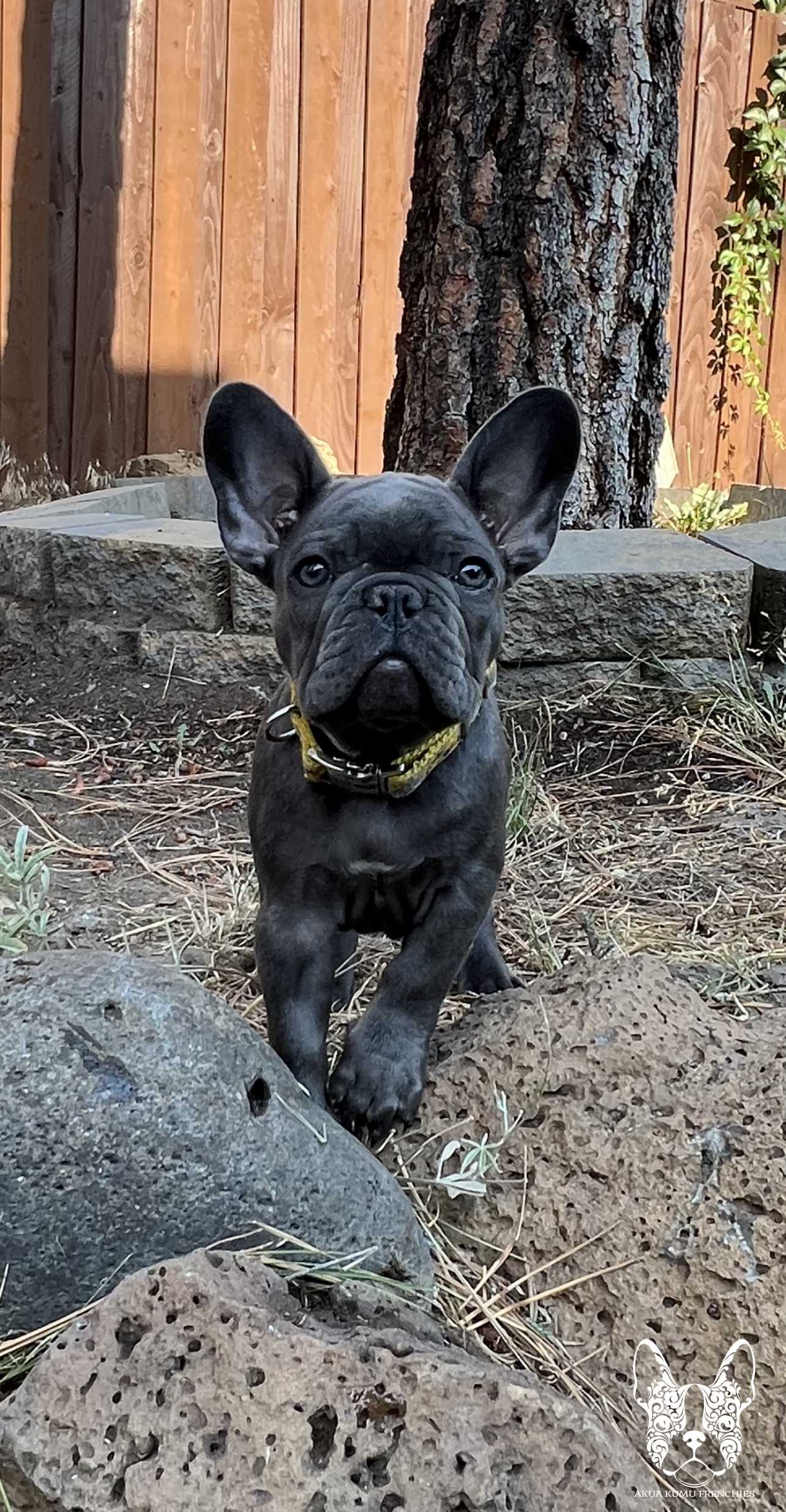 Akua Kumu Frenchies savena litter -052