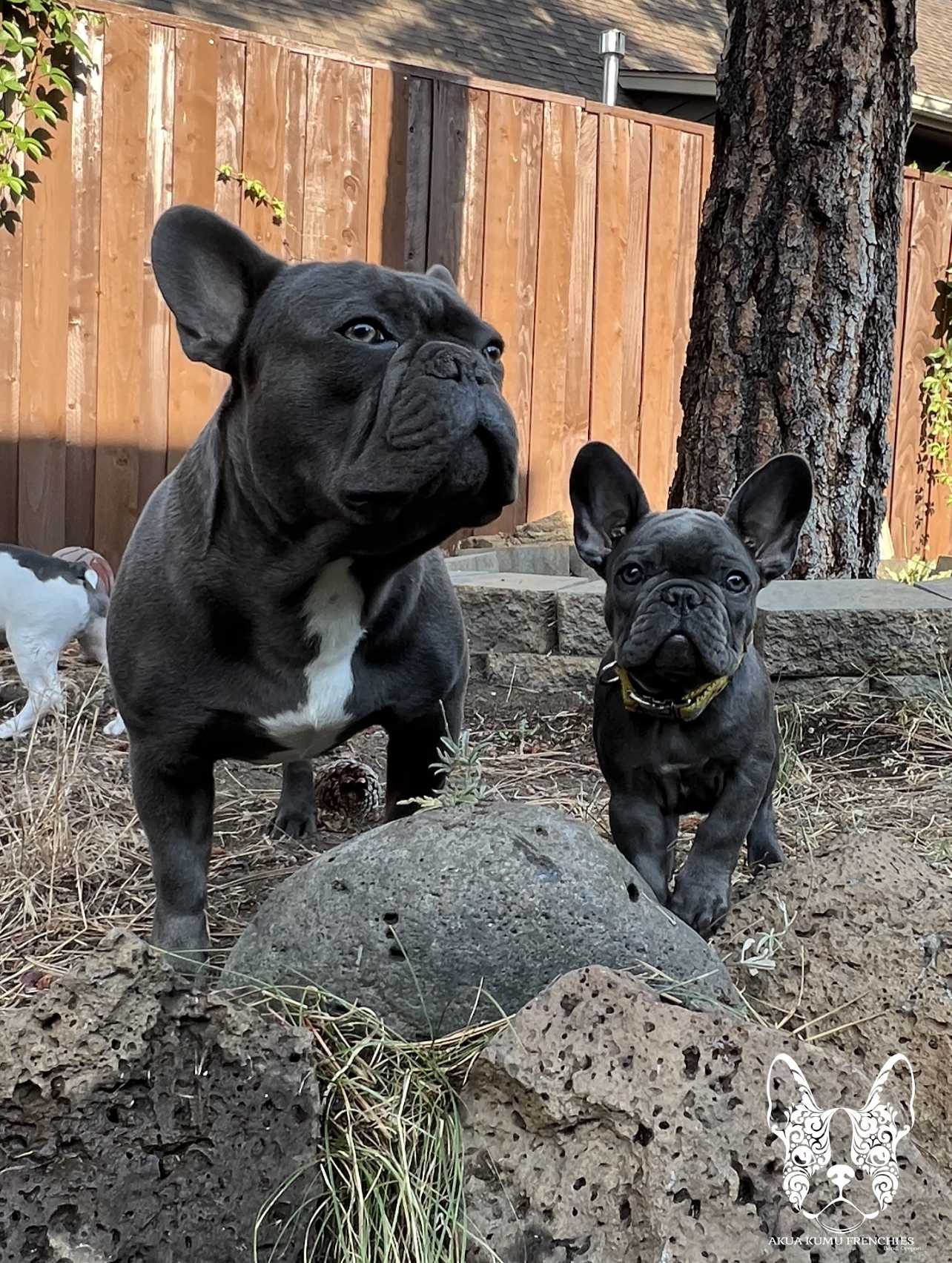 Akua Kumu Frenchies savena litter -053