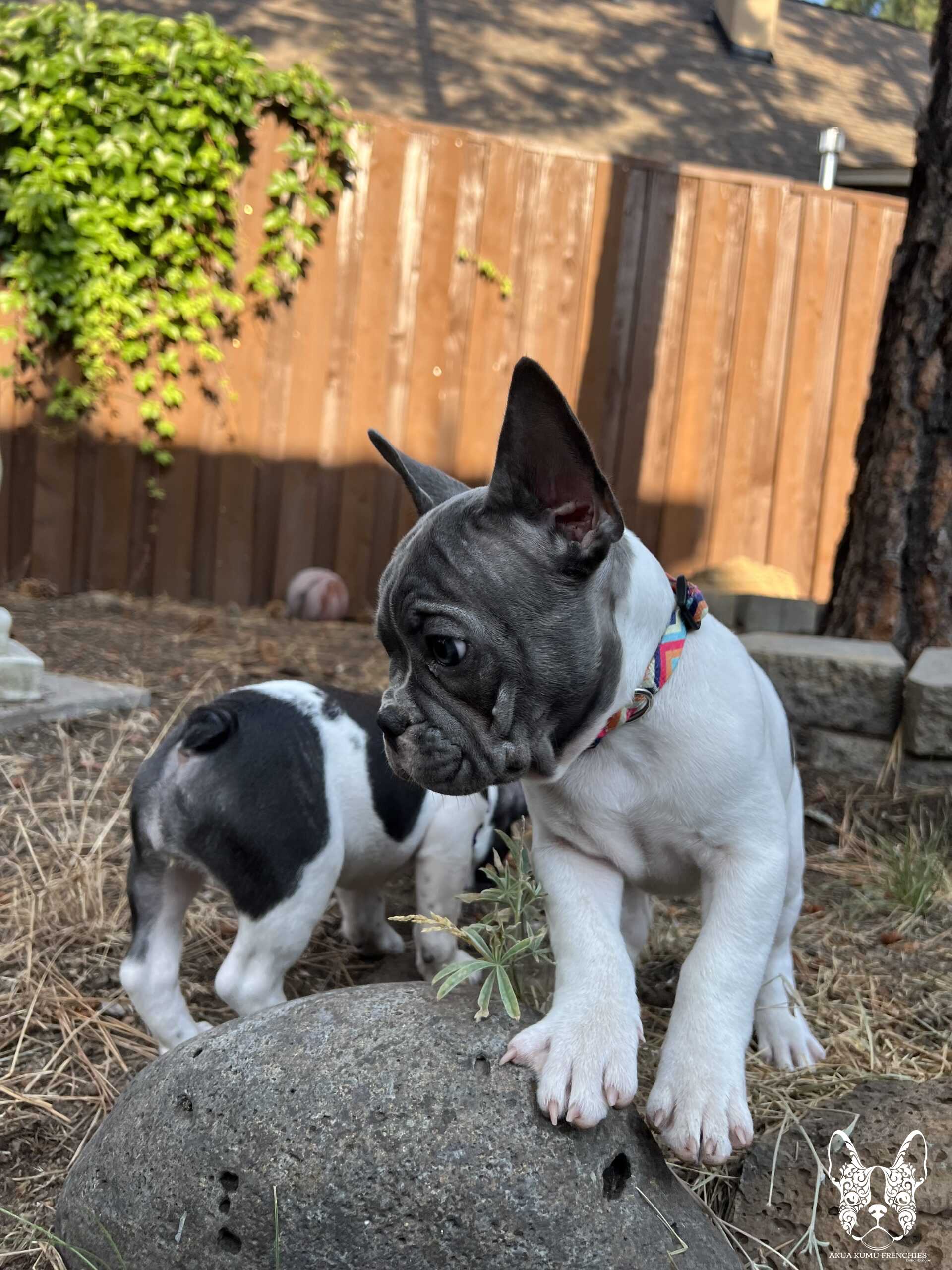 Akua Kumu Frenchies savena litter -054