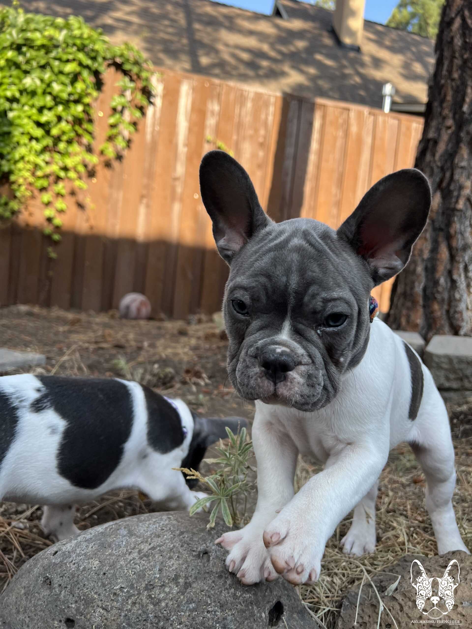 Akua Kumu Frenchies savena litter -055