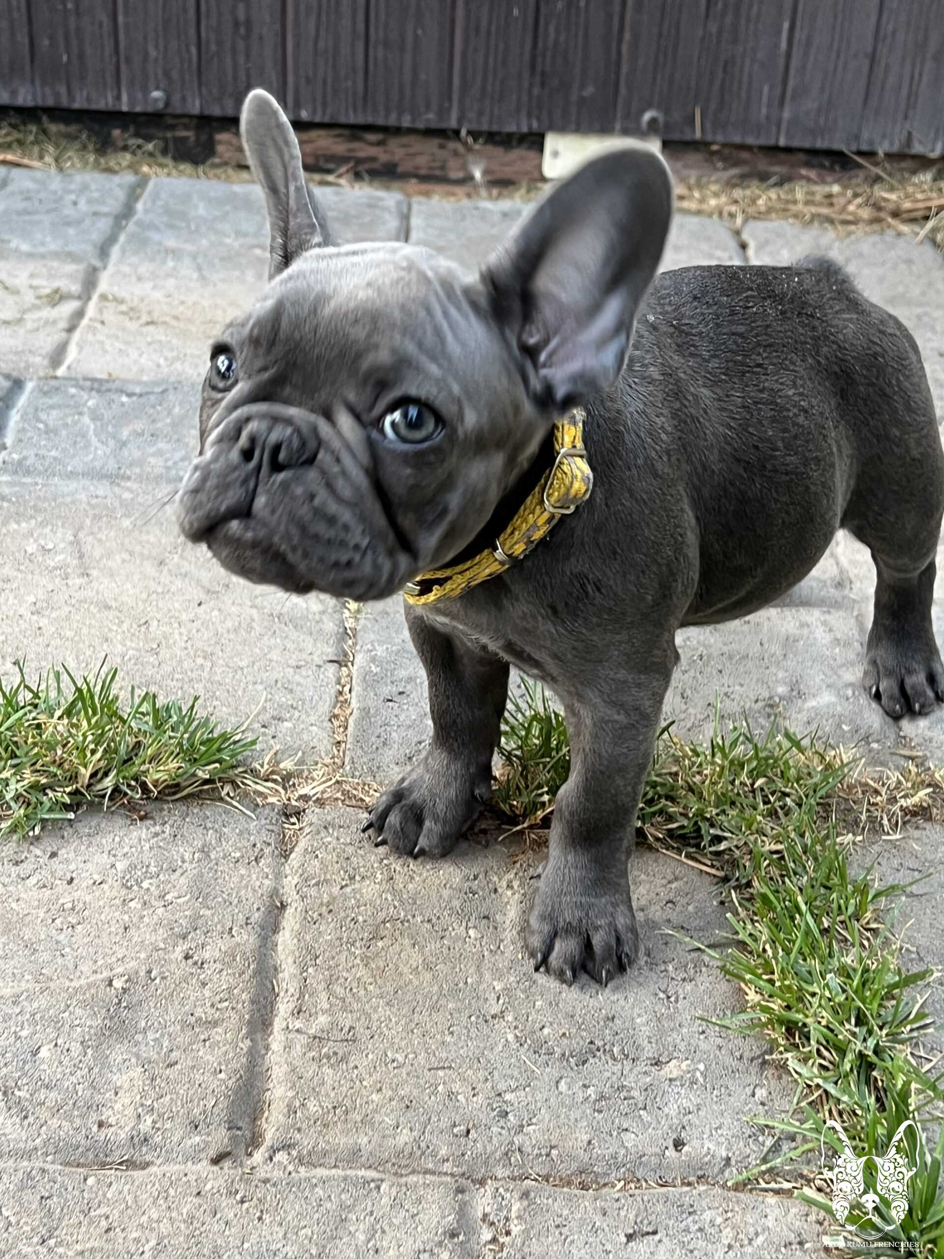 Akua Kumu Frenchies savena litter -056