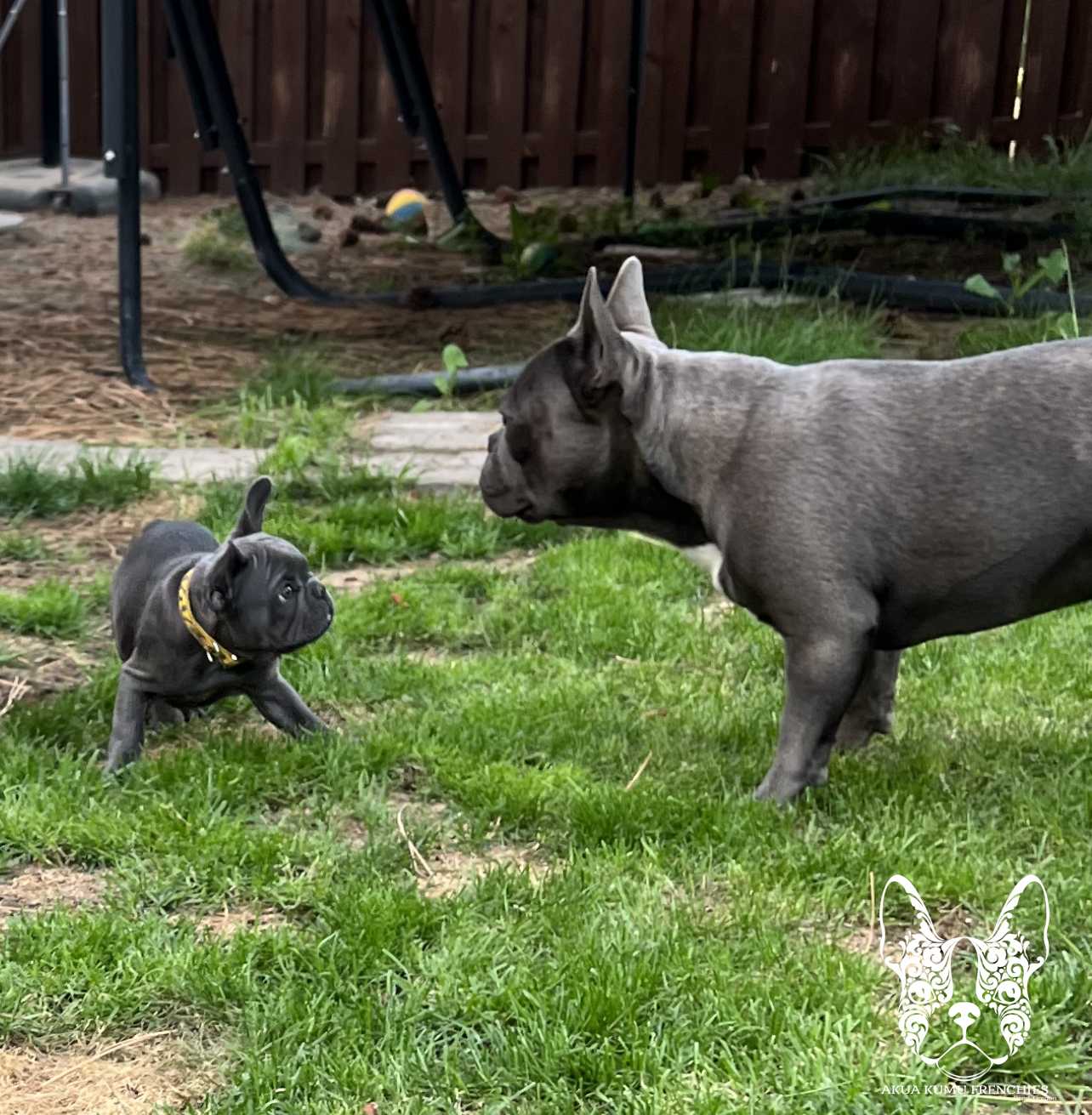 Akua Kumu Frenchies savena litter -057