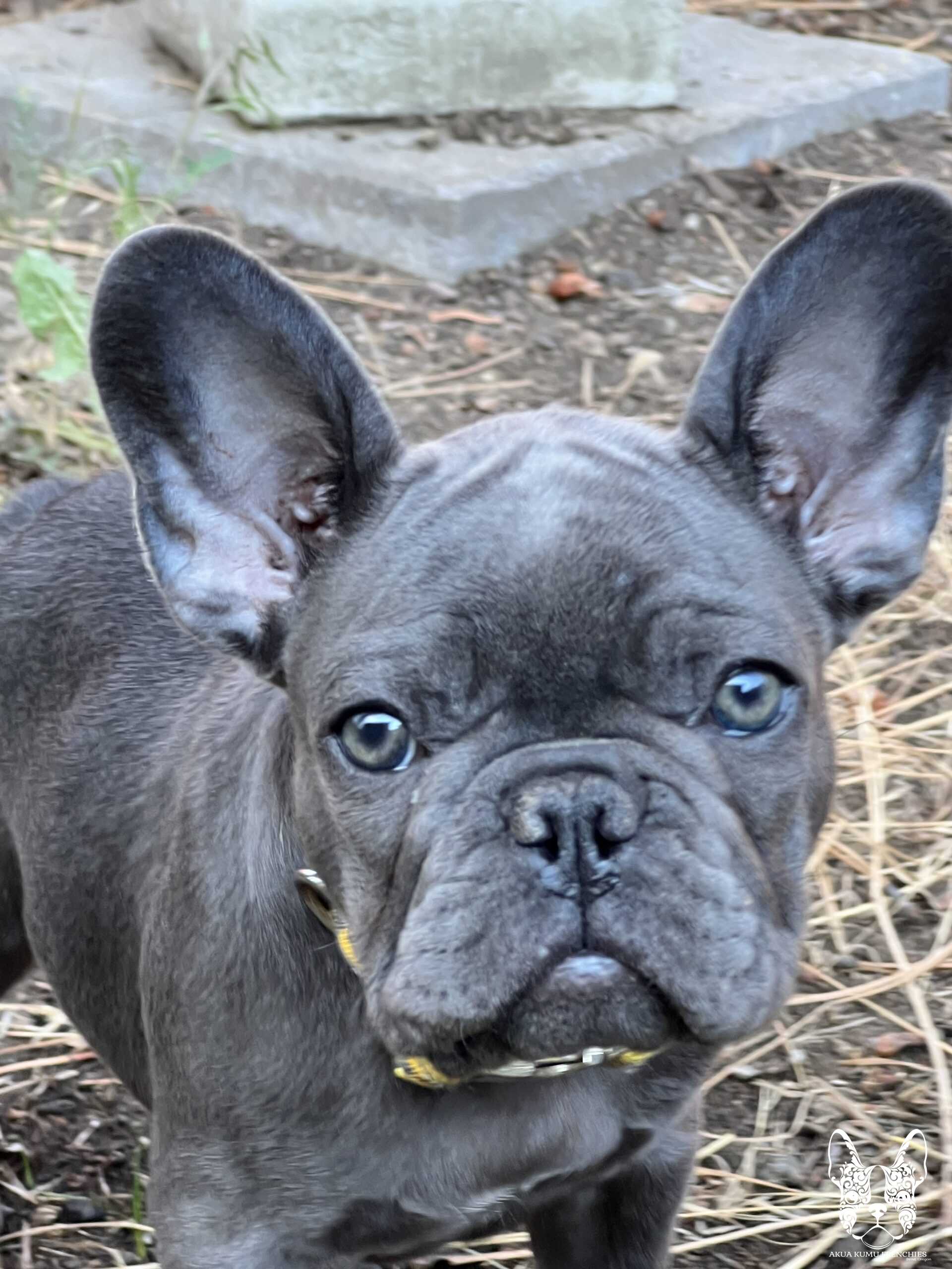 Akua Kumu Frenchies savena litter -058