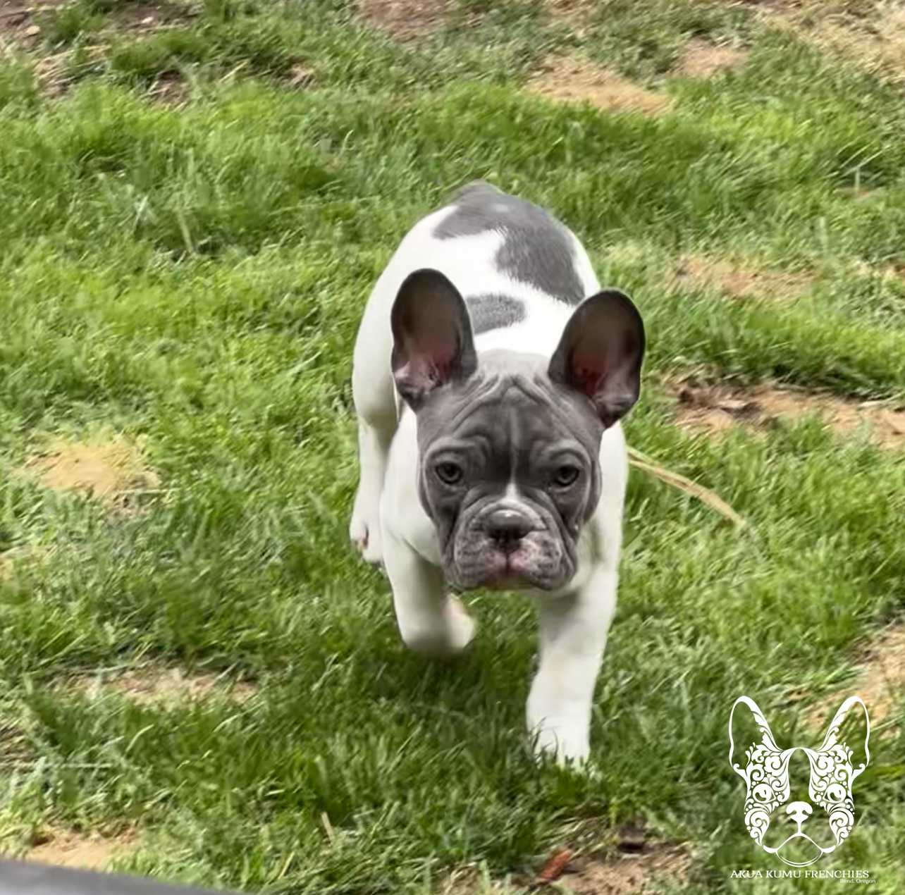 Akua Kumu Frenchies savena litter -060