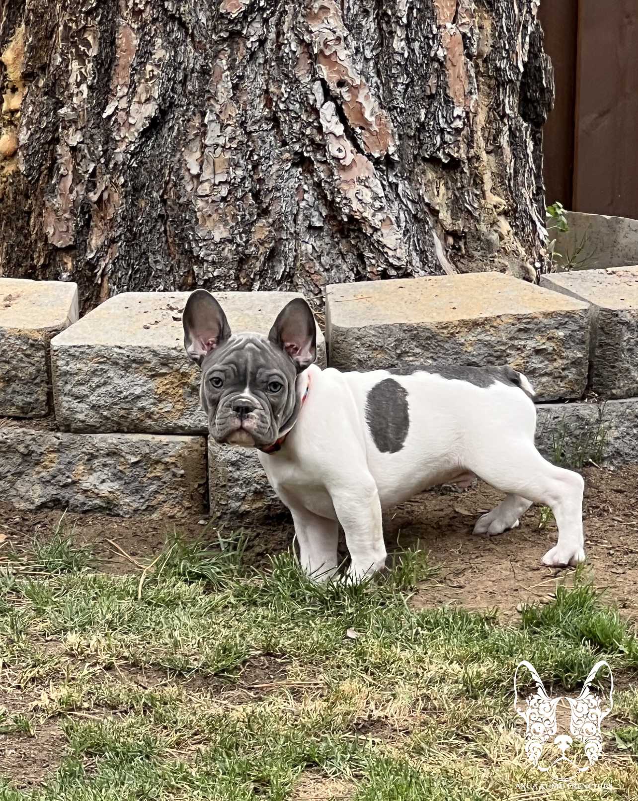 Akua Kumu Frenchies savena litter -062