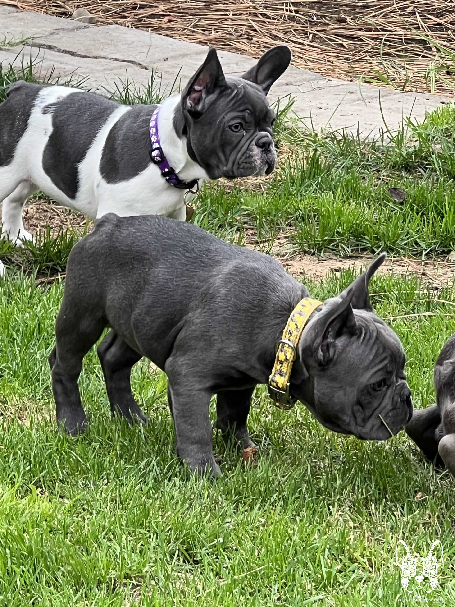 Akua Kumu Frenchies savena litter -063