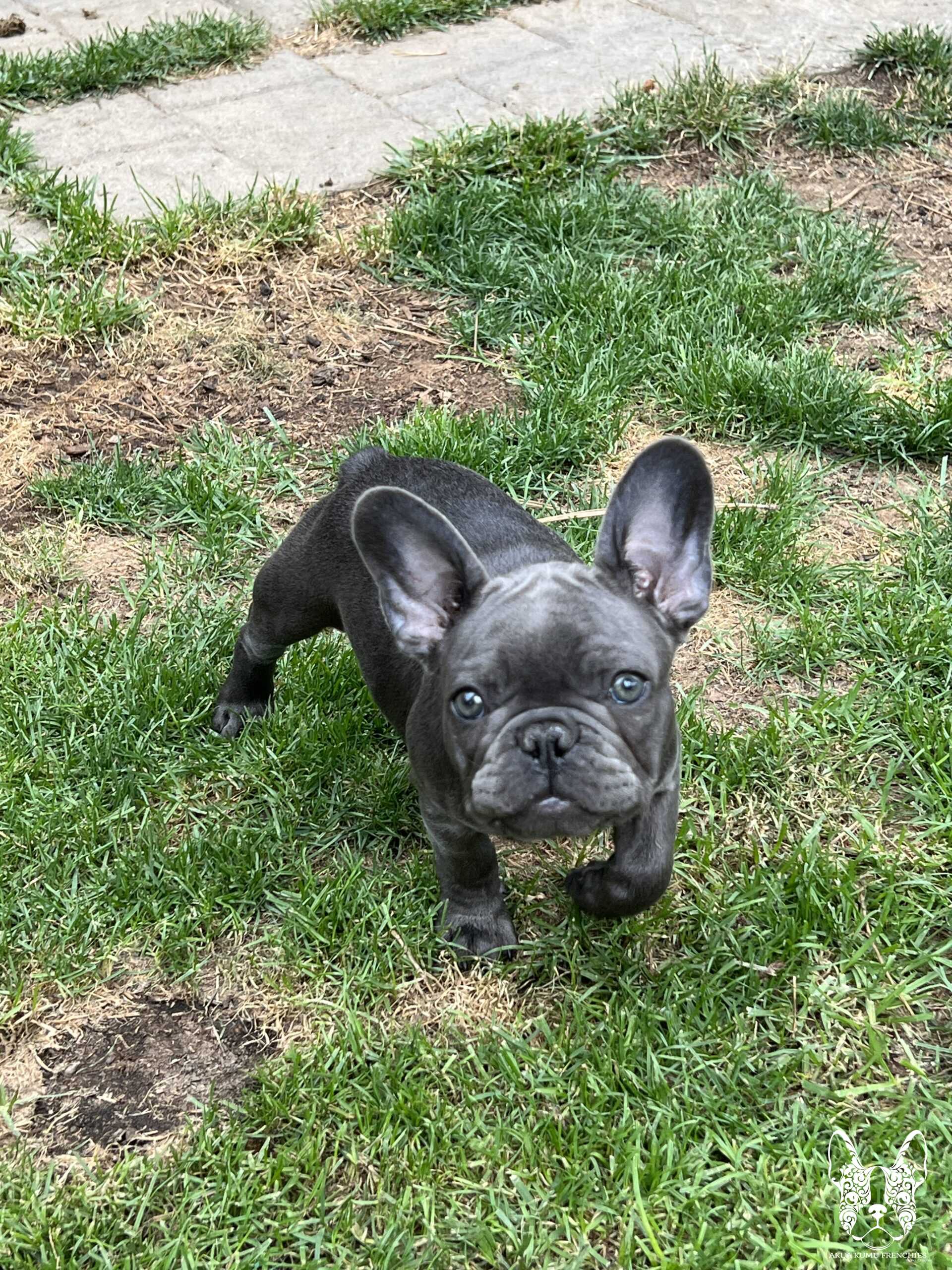 Akua Kumu Frenchies savena litter -064