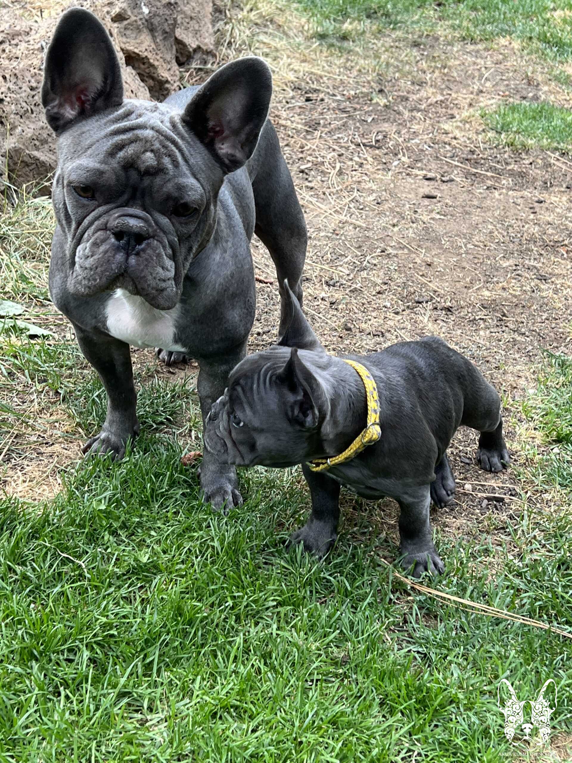 Akua Kumu Frenchies savena litter -065