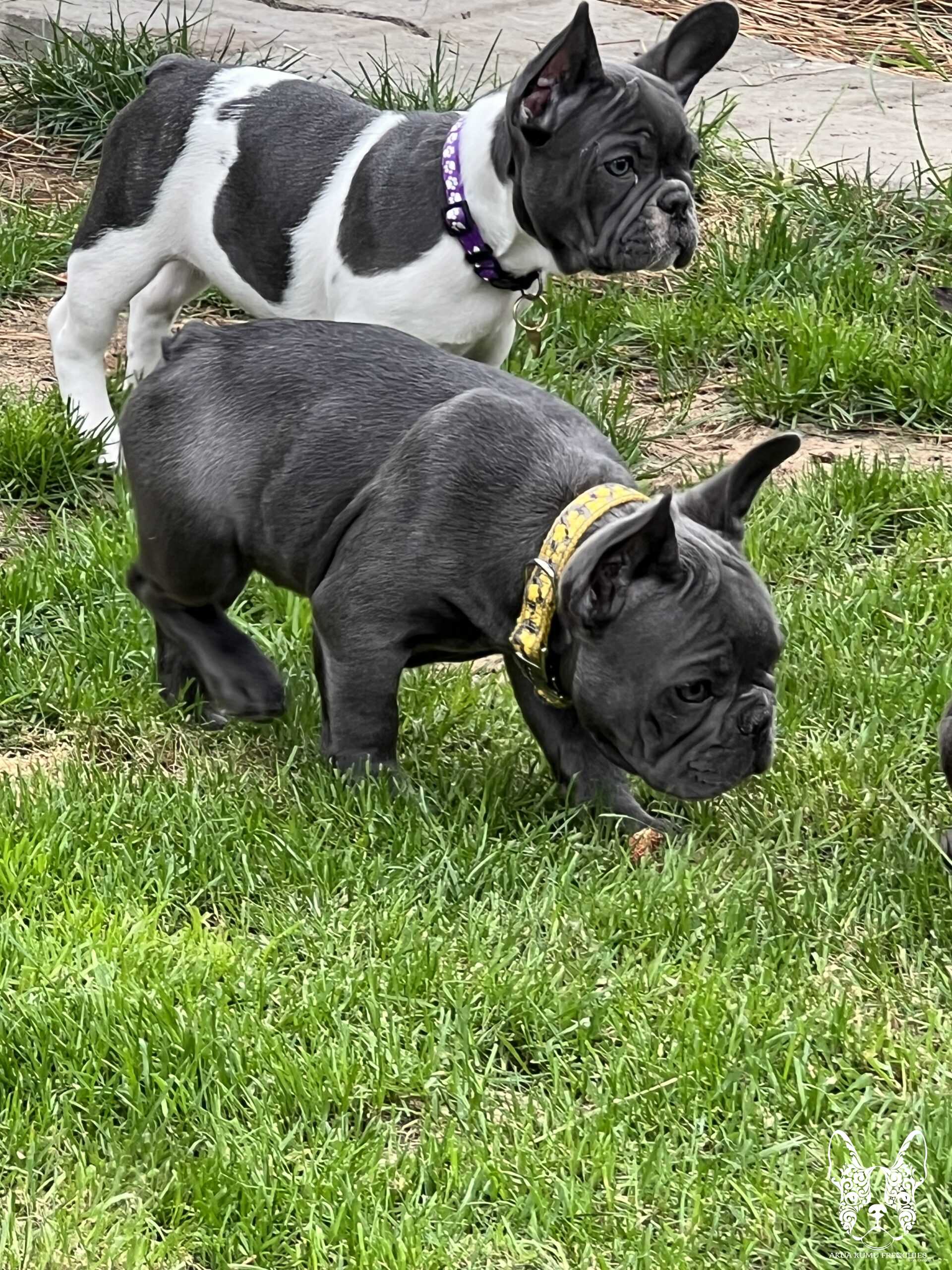 Akua Kumu Frenchies savena litter -066