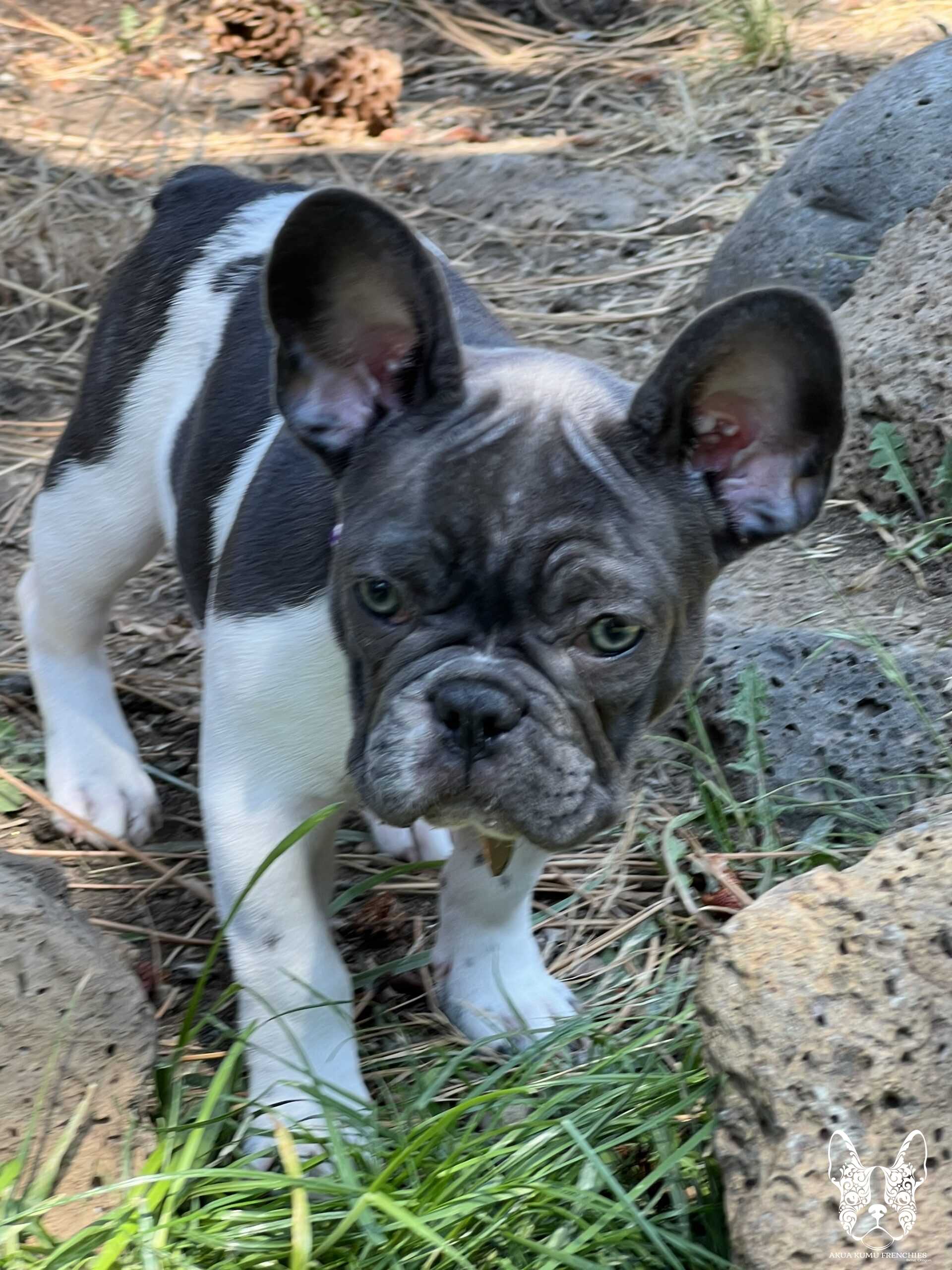 Akua Kumu Frenchies savena litter -068