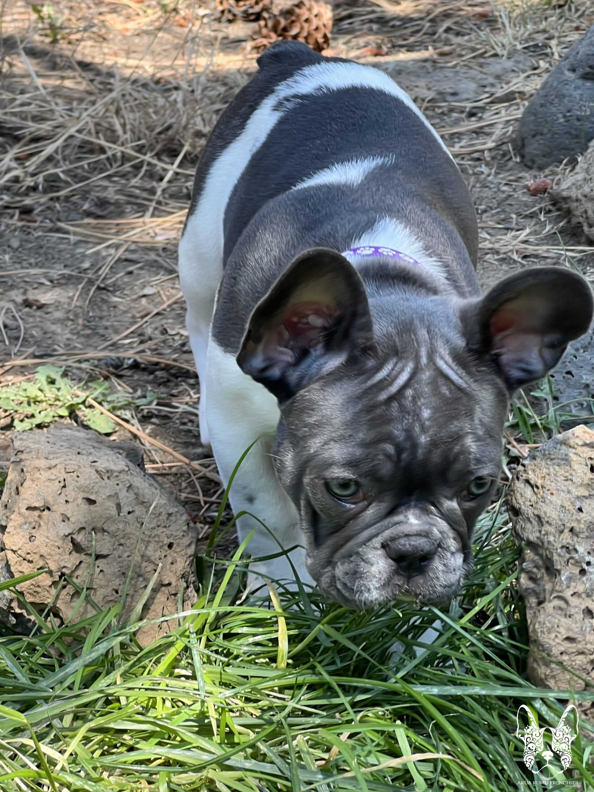 Akua Kumu Frenchies savena litter -069