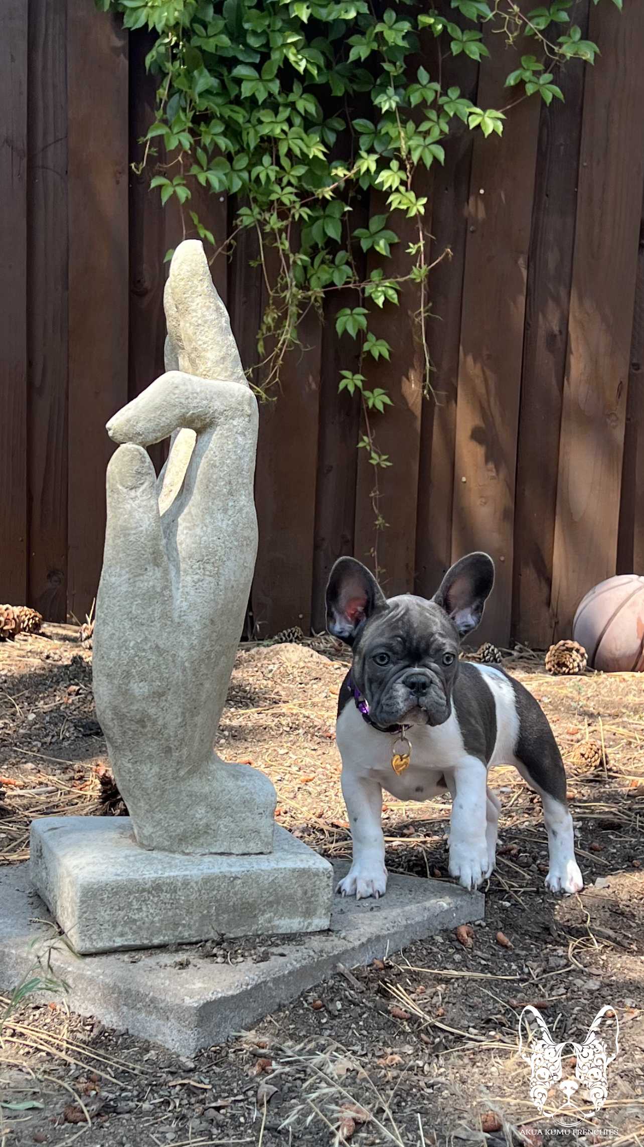 Akua Kumu Frenchies savena litter -072