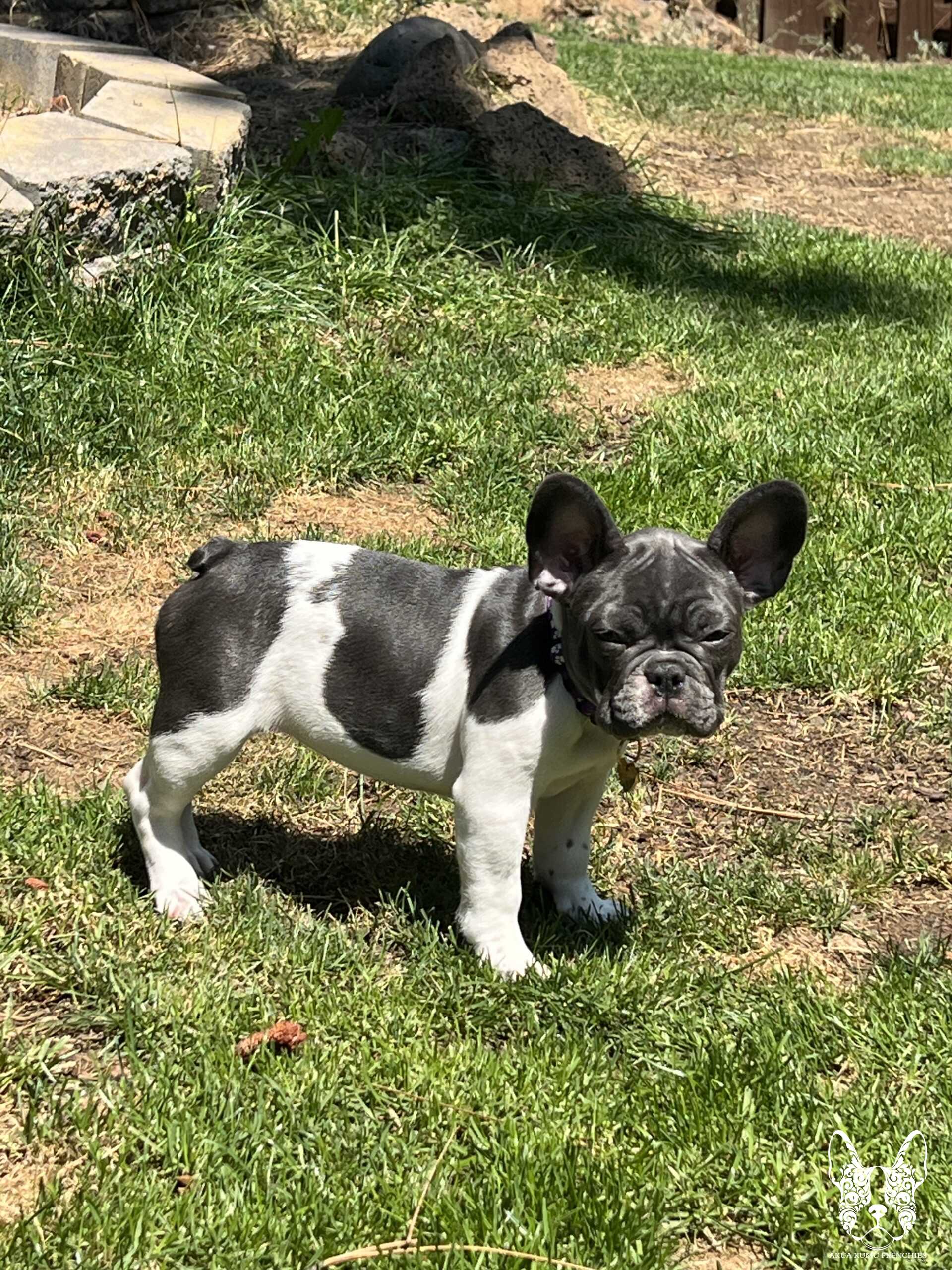 Akua Kumu Frenchies savena litter -075