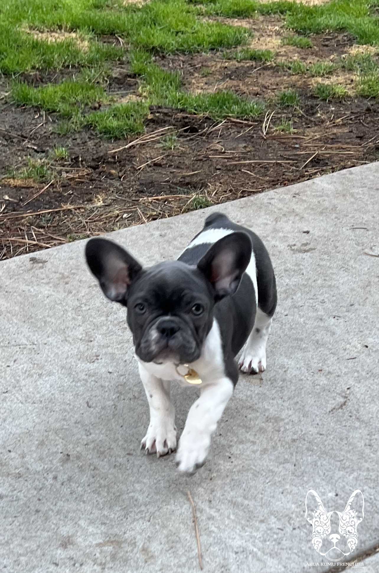 Akua Kumu Frenchies savena litter -077