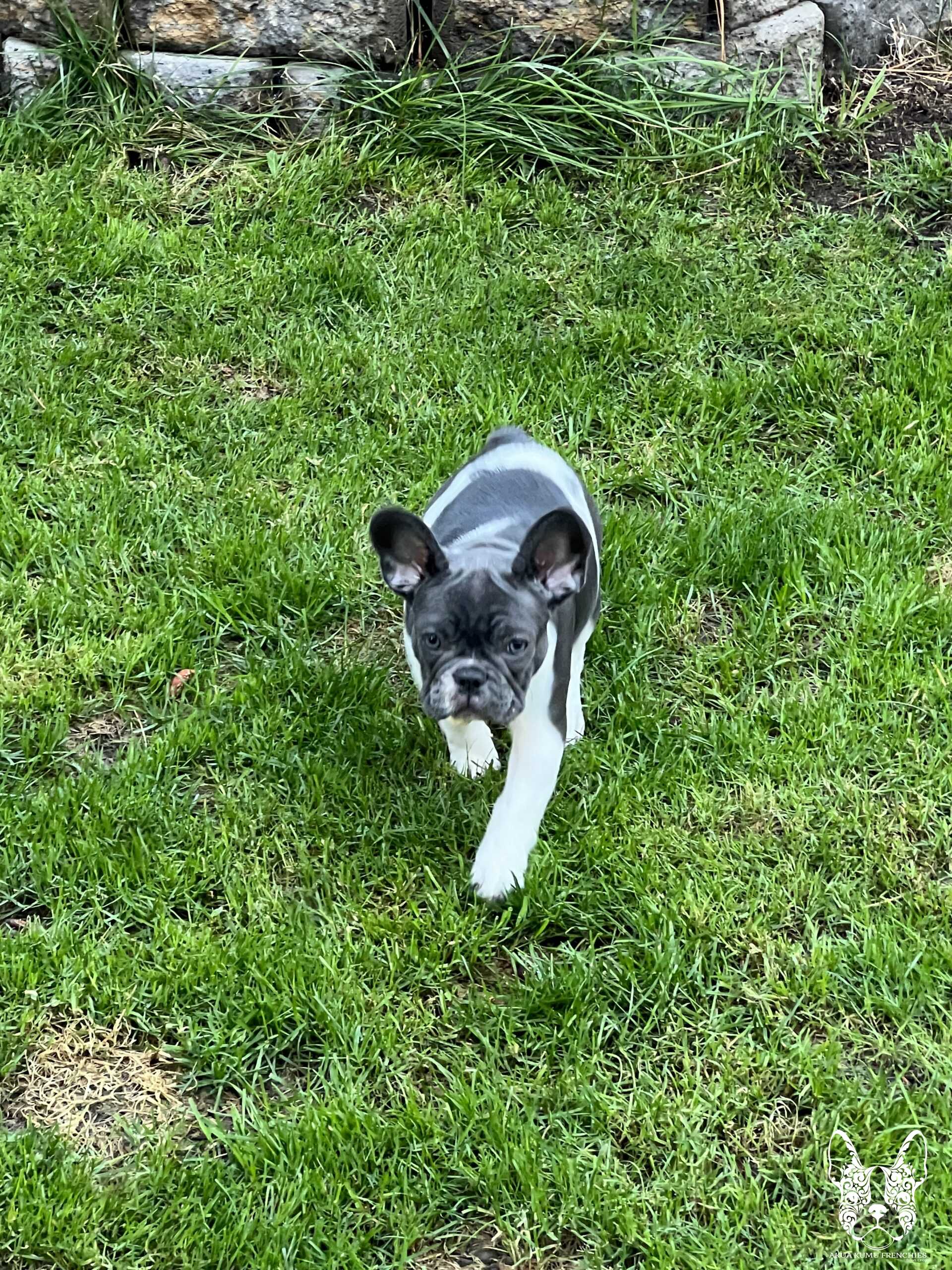 Akua Kumu Frenchies savena litter -079